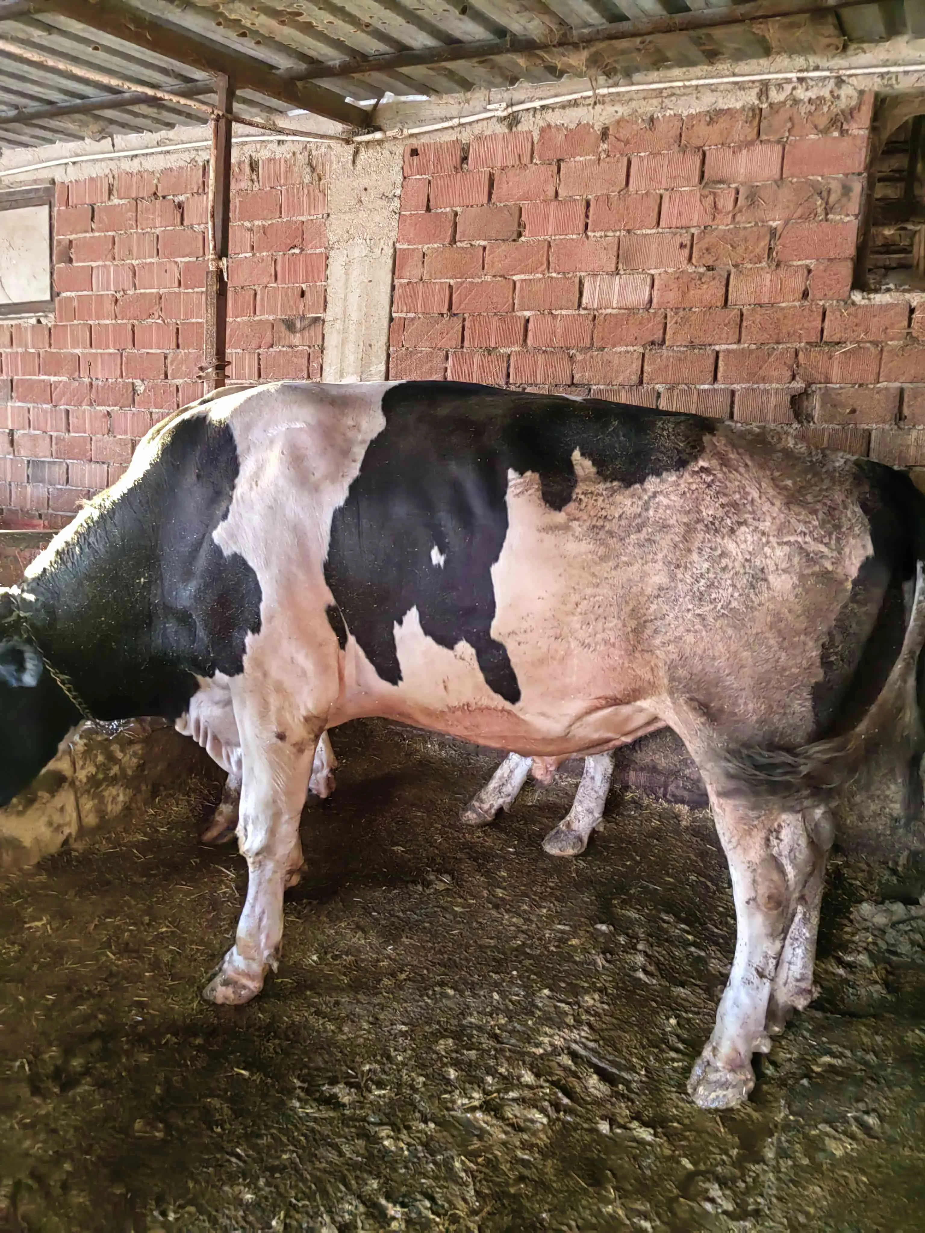 2 yaşında kurbanlık dana