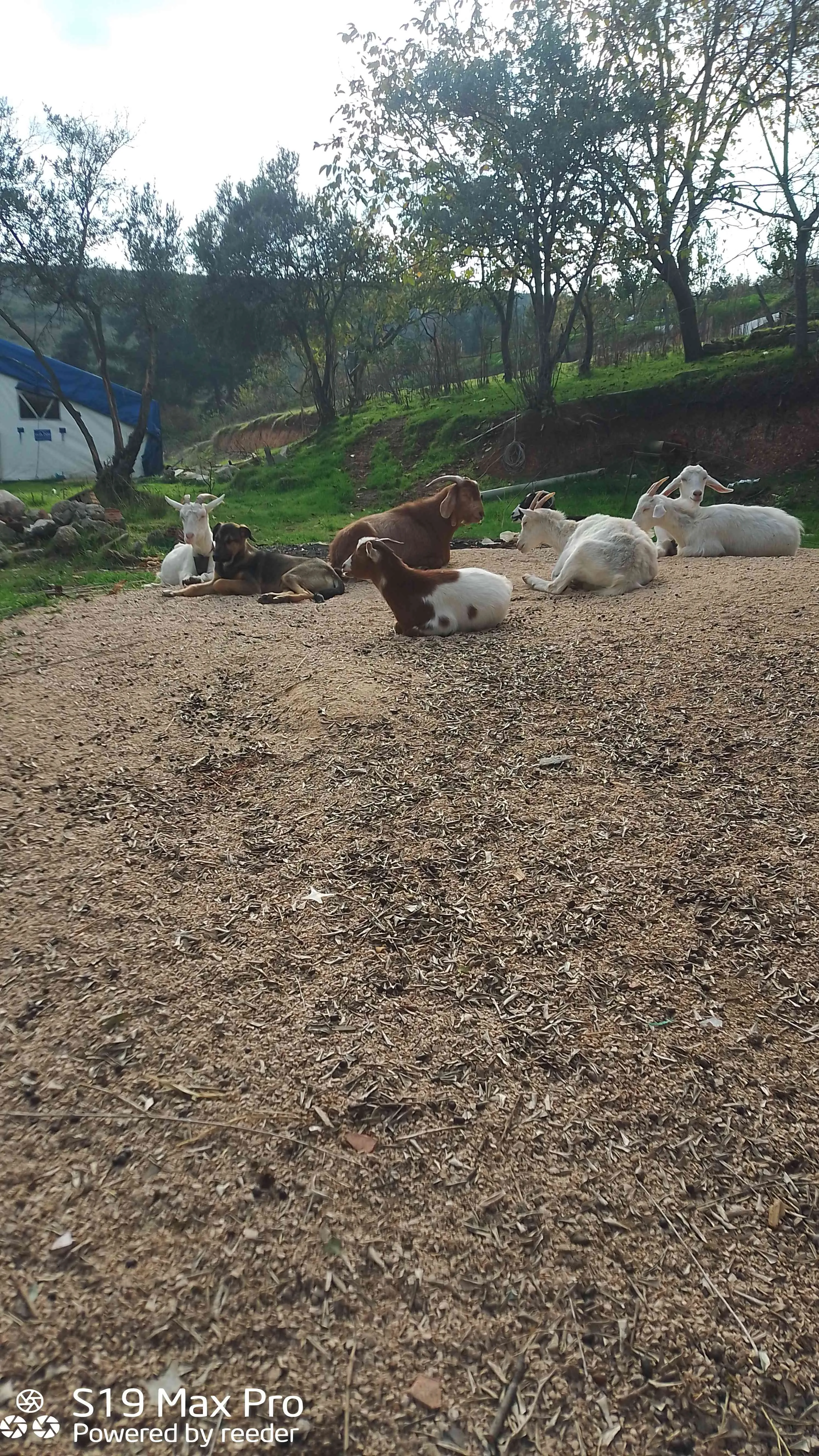 Sahana ve Alpin inek ile takas olur