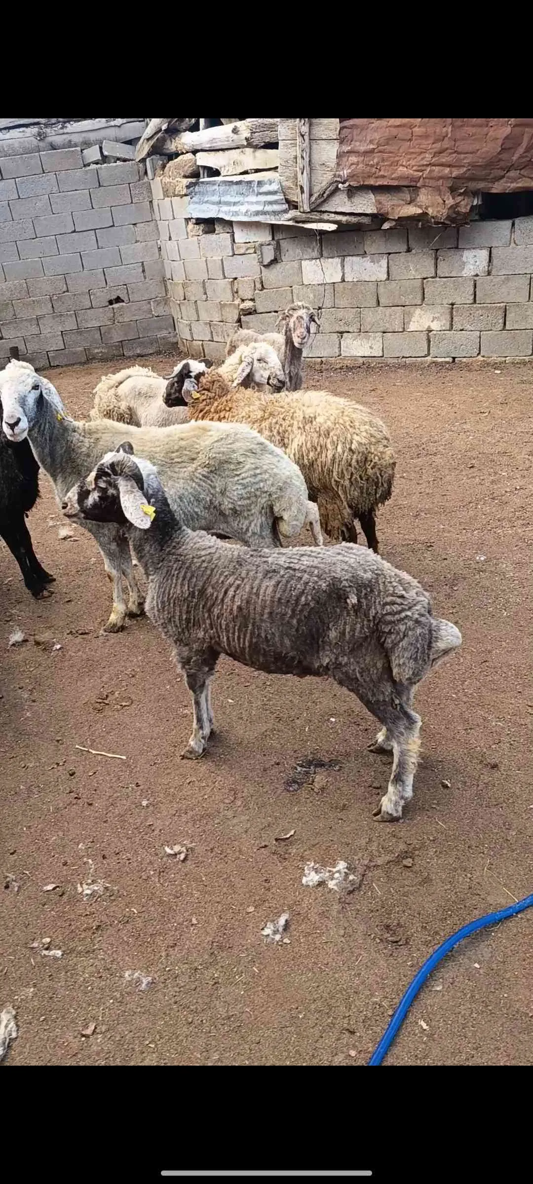 Kurbanlık koyun toklu