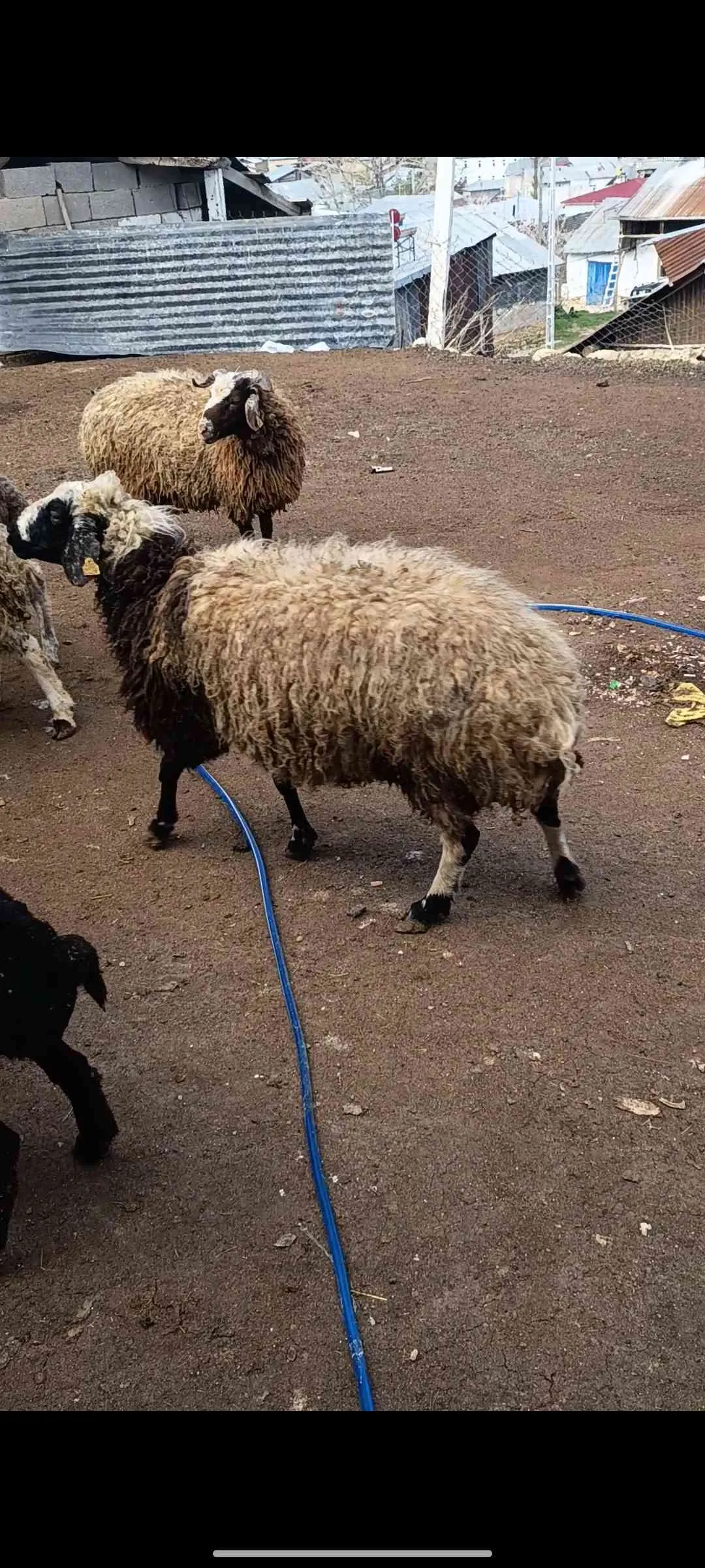 Kurbanlık koyun toklu