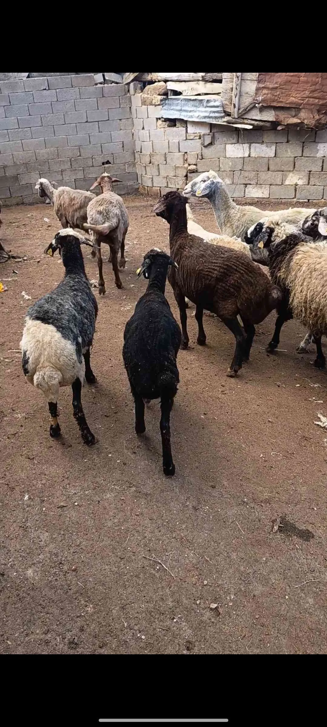 Kurbanlık koyun toklu