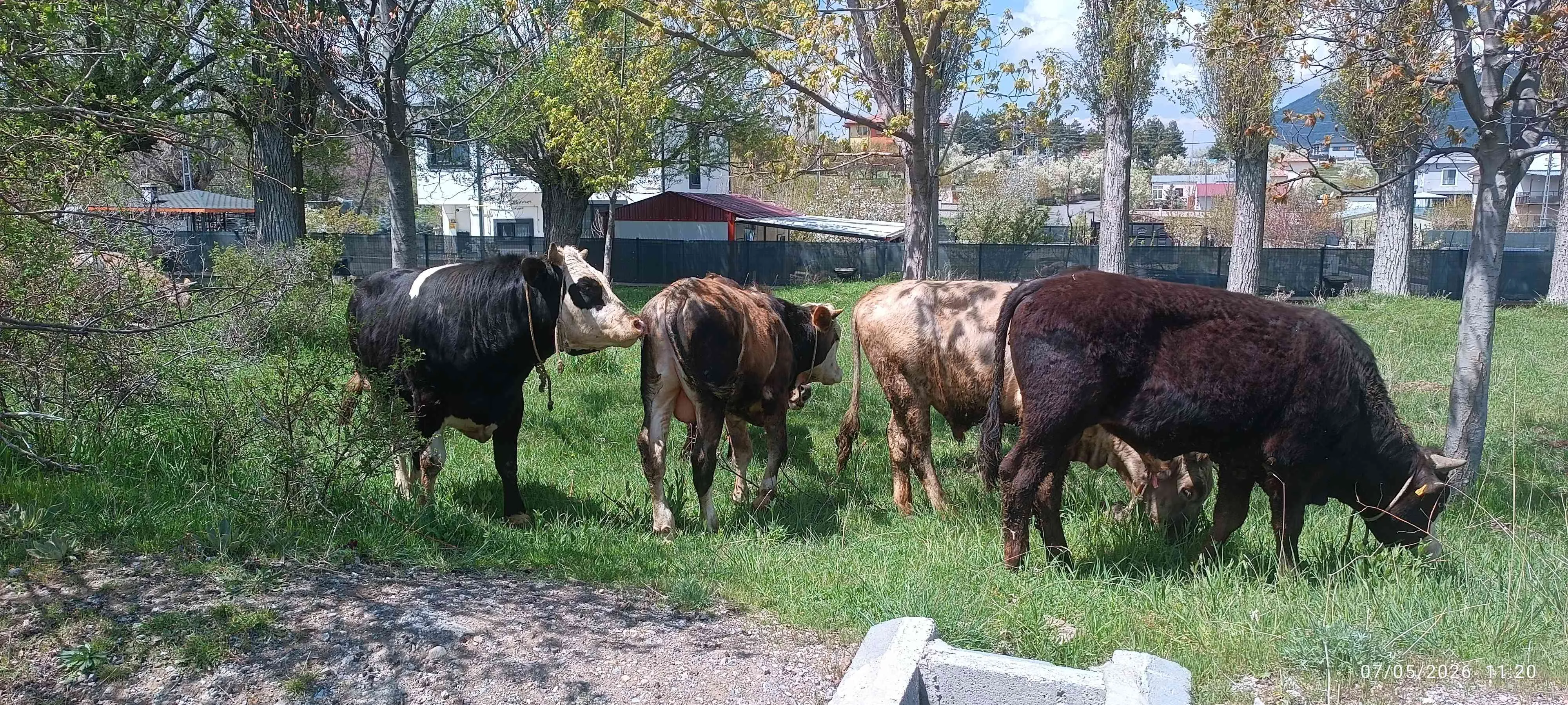 Kurbanlık Tosunlar