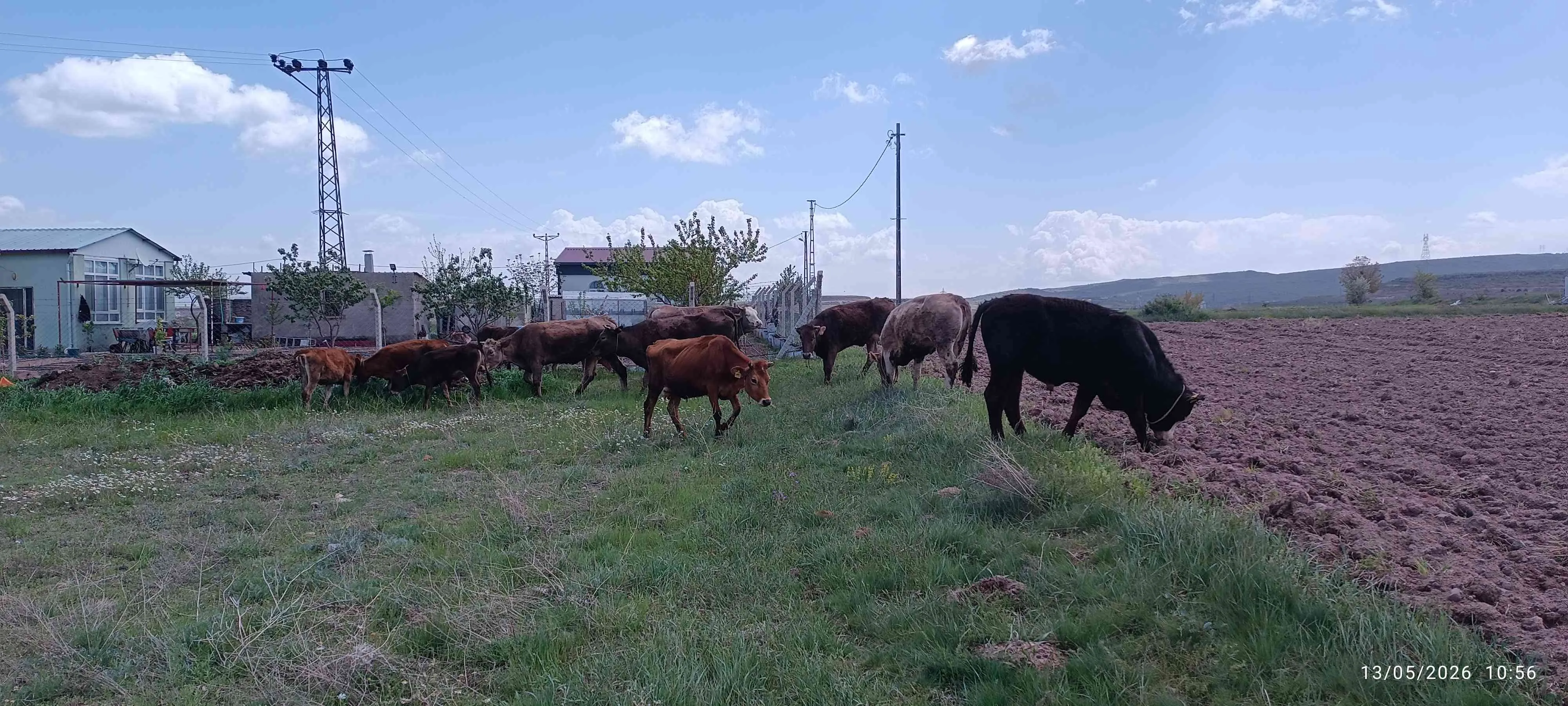 Kurbanlık Tosunlar