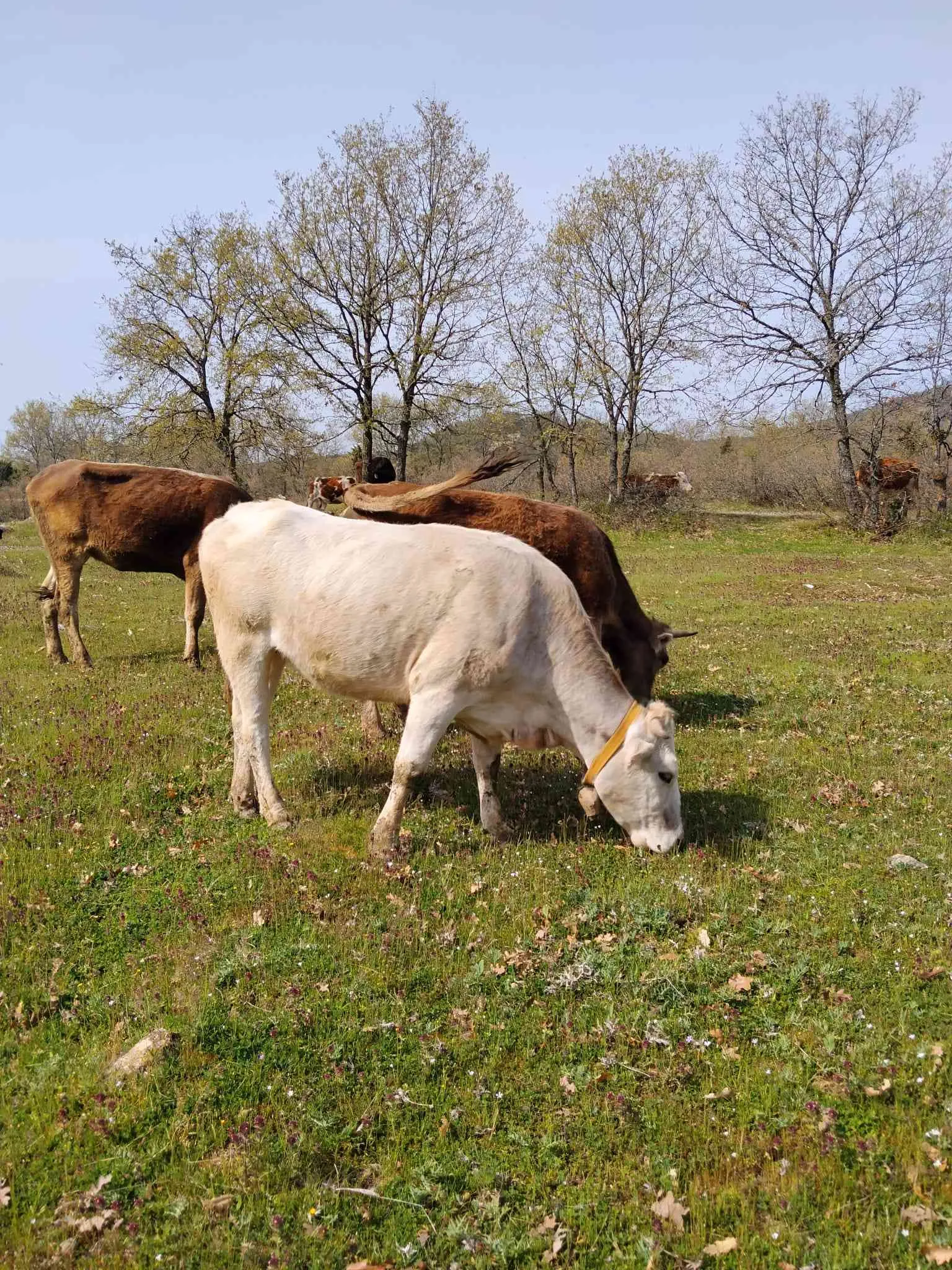 Kurbanlık Ham Düveler