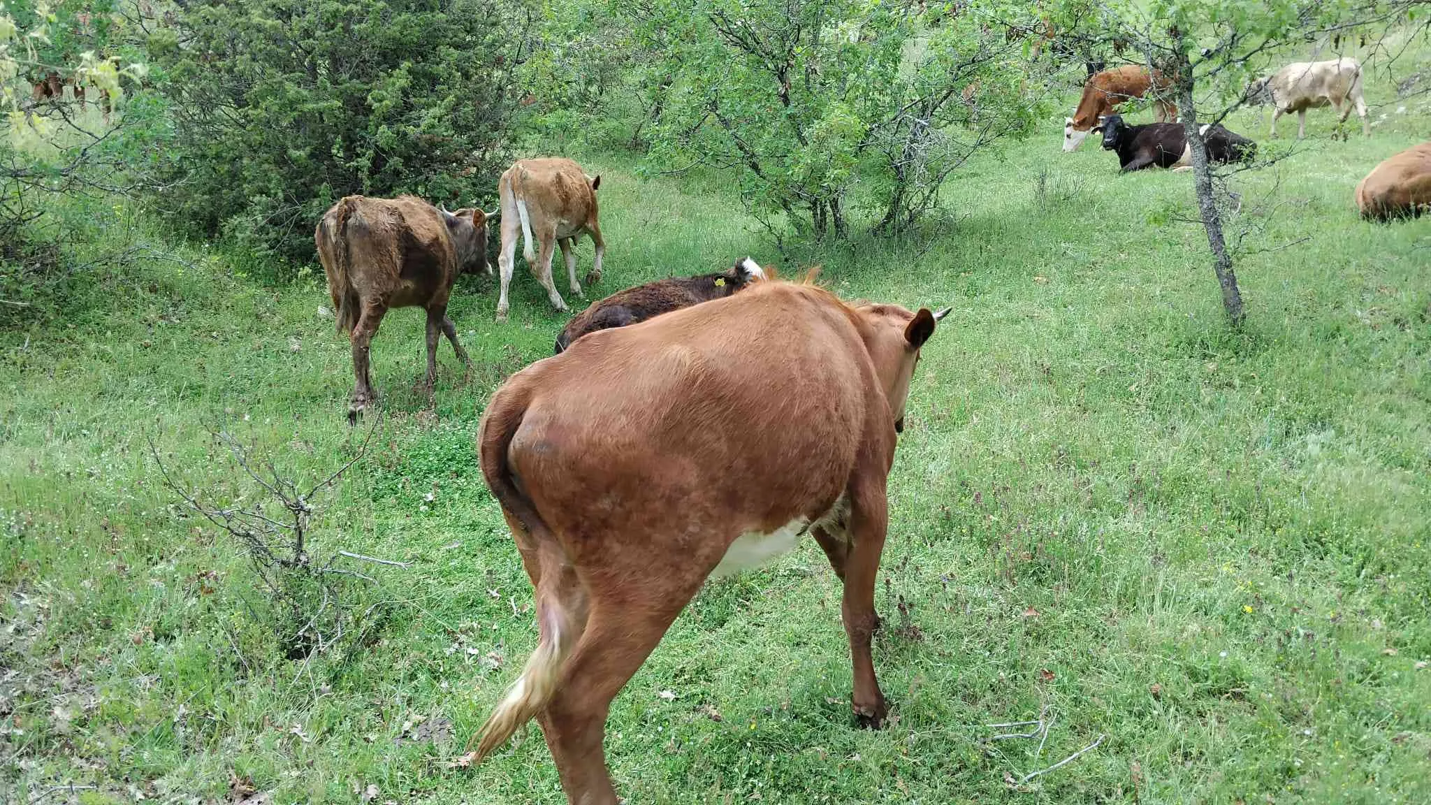 Kurbanlık Ham Düveler
