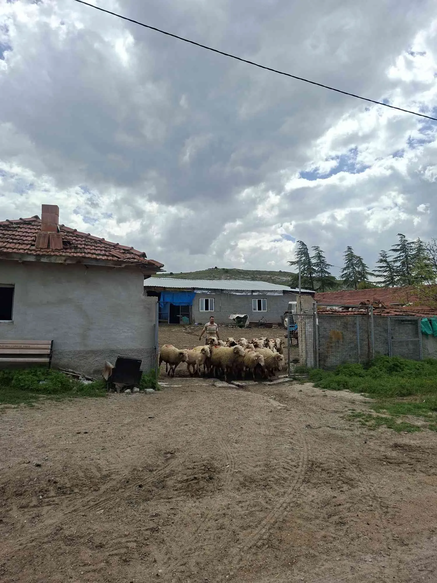 Kurbanlık toklu