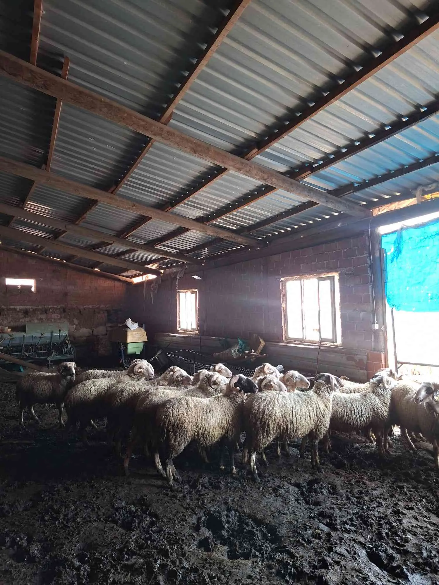 Kurbanlık toklu