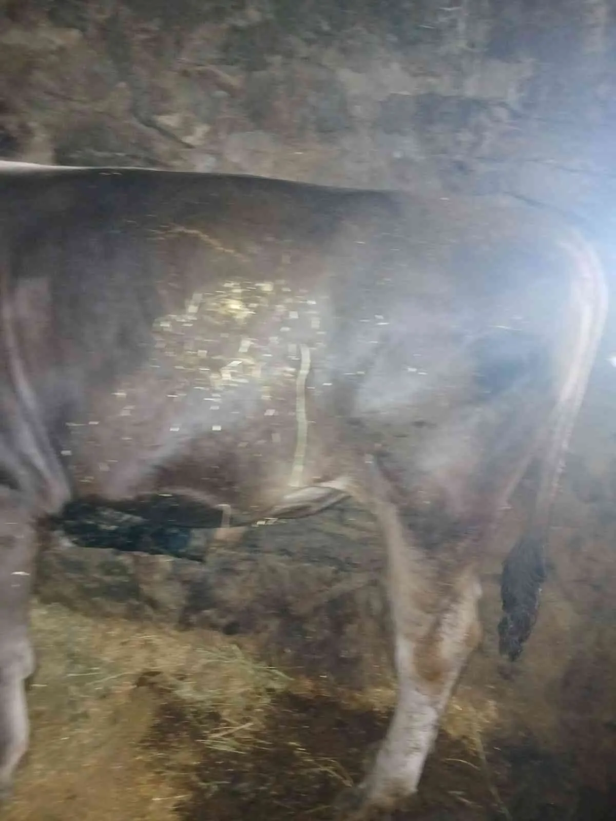 3 yaşında kurbanlık tosun