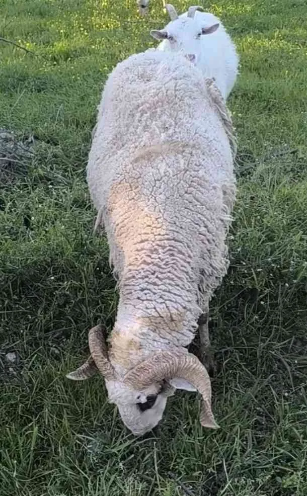 Merinos kırma
