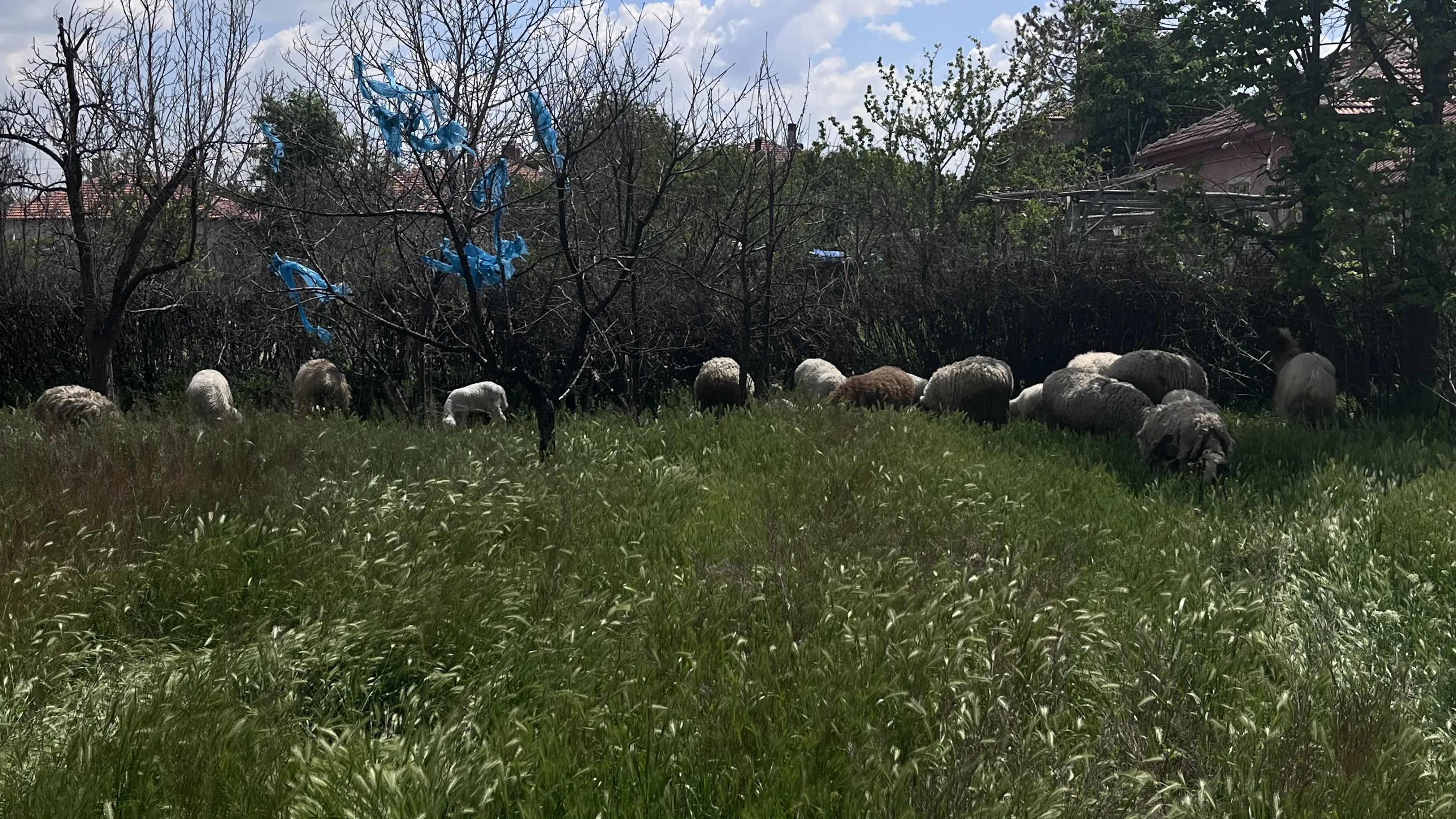 Merinos üveys ille de frank lagun