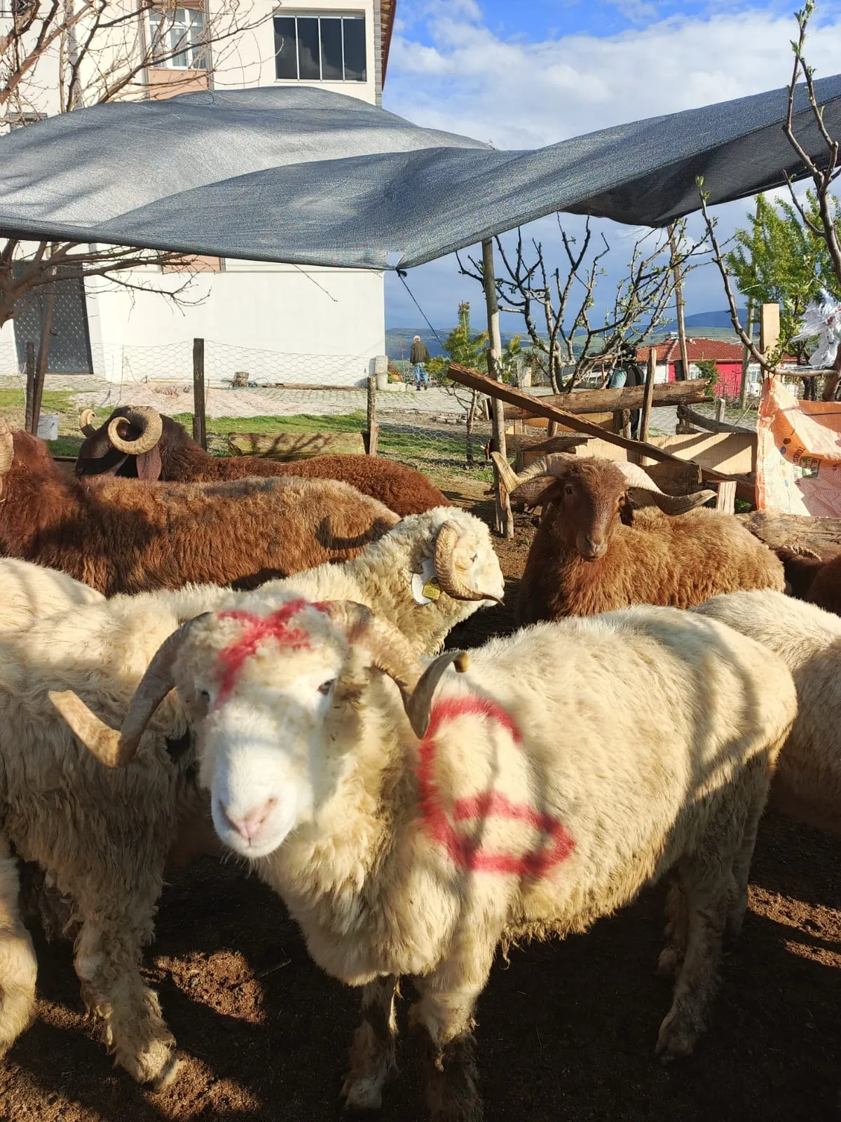 Kurbanlık koçlar