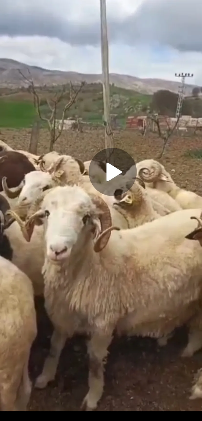 Kurbanlık koçlar