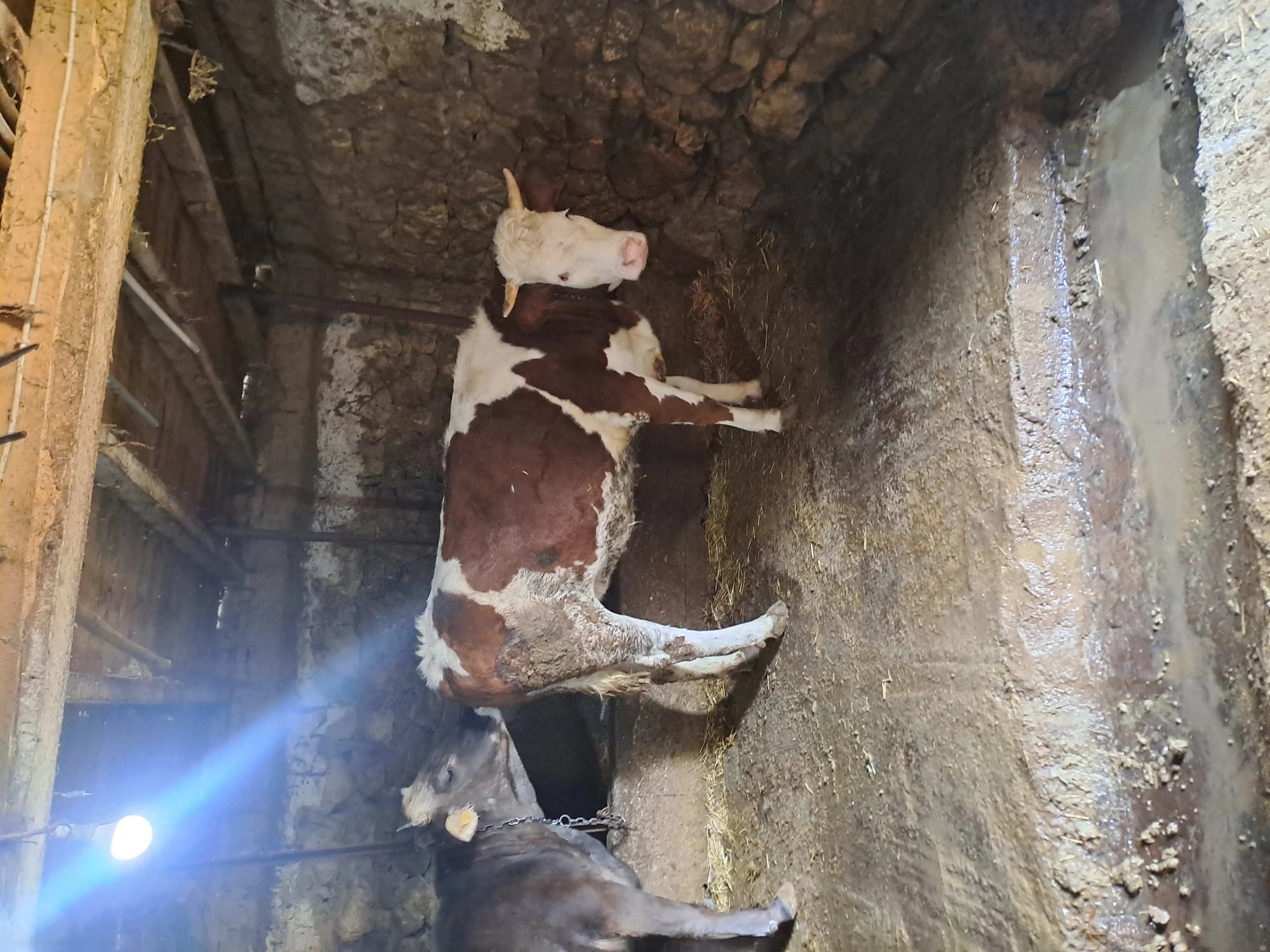 Kurbanlık ham düve