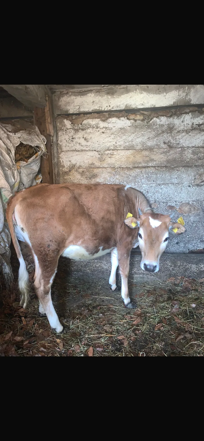 1.5 yaşında dana