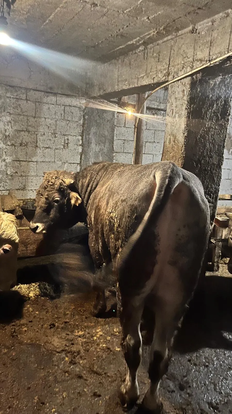 Kurbanlık 750kg tosun