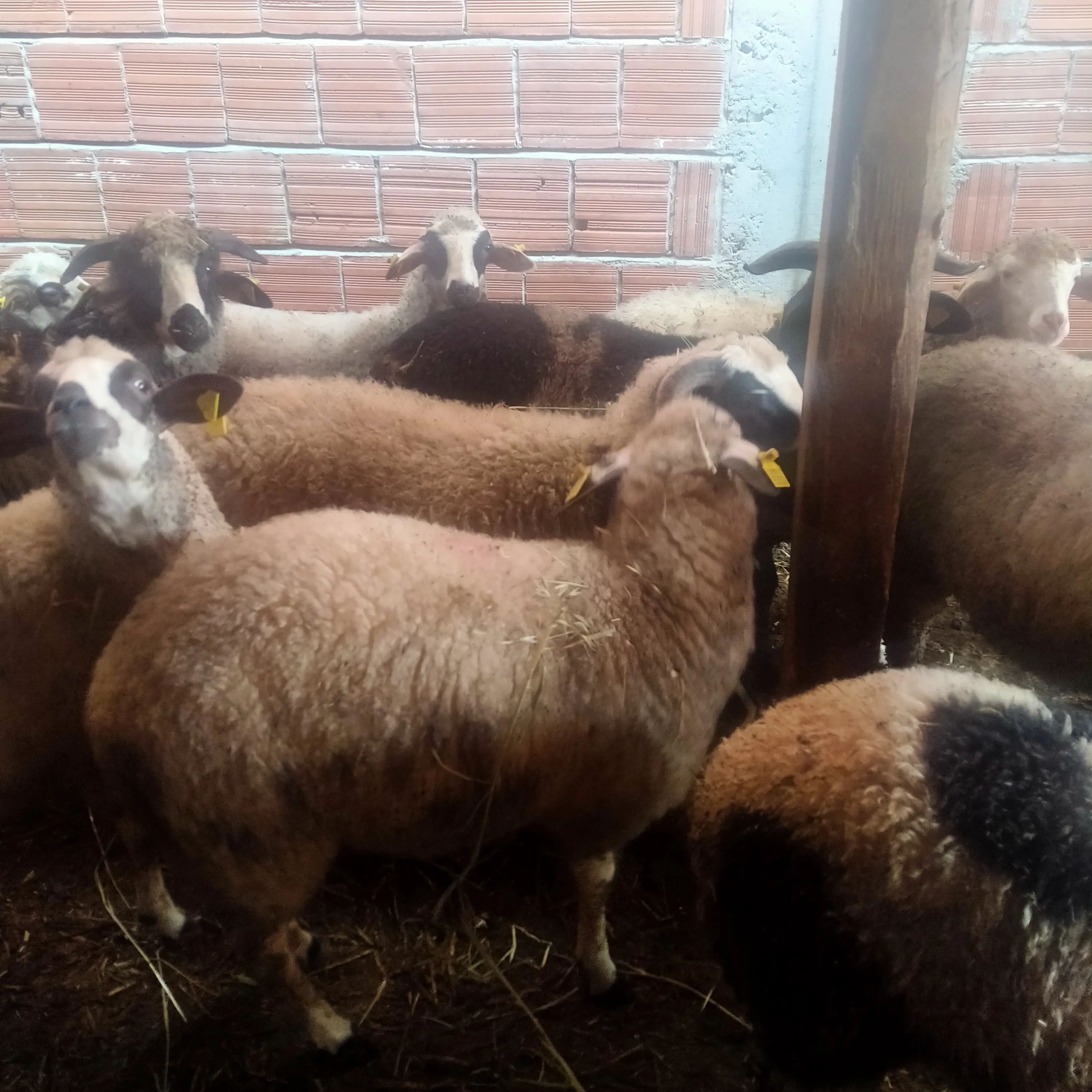 Kastamonu Taşköprü Merinos  ırkı