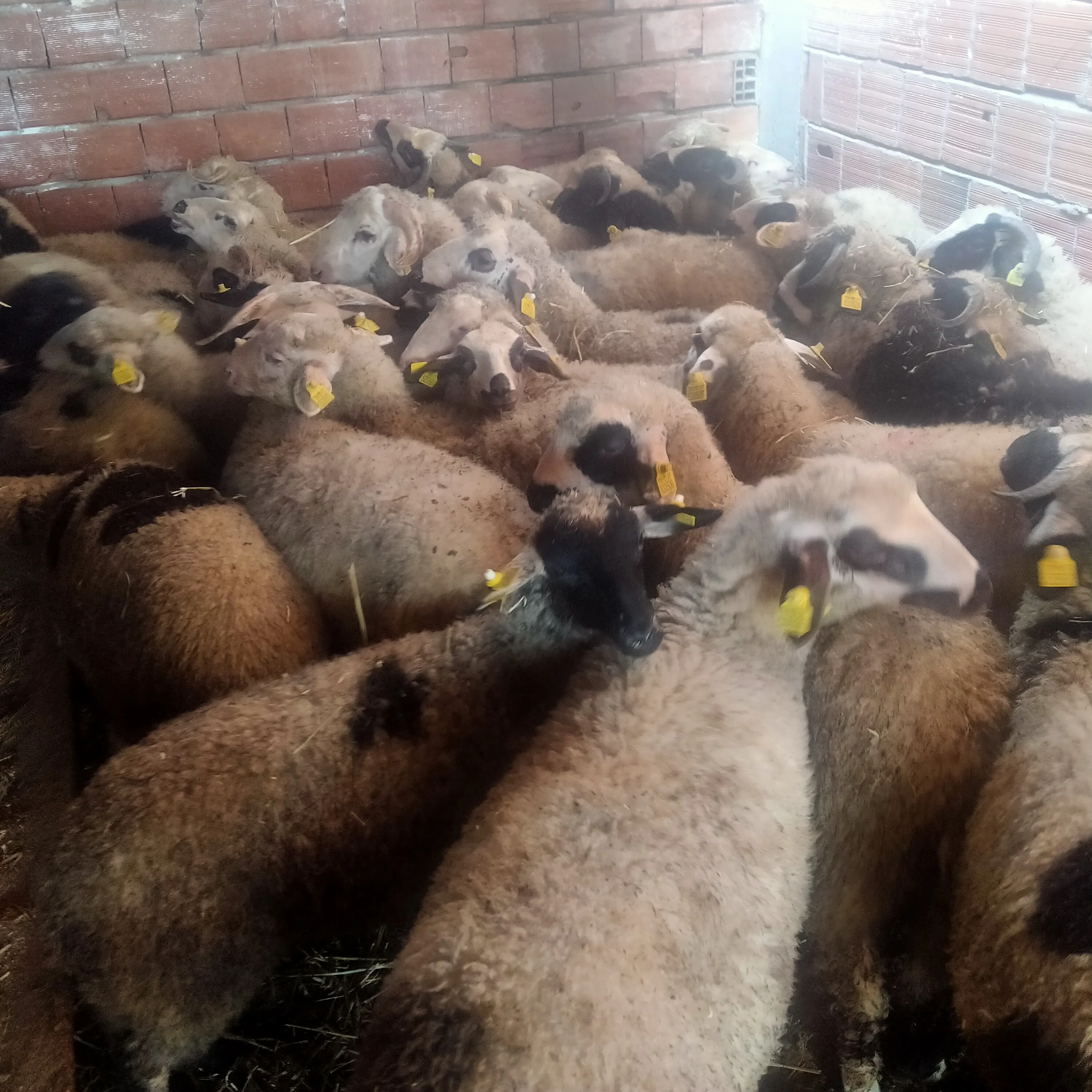 Kastamonu Taşköprü Merinos  ırkı