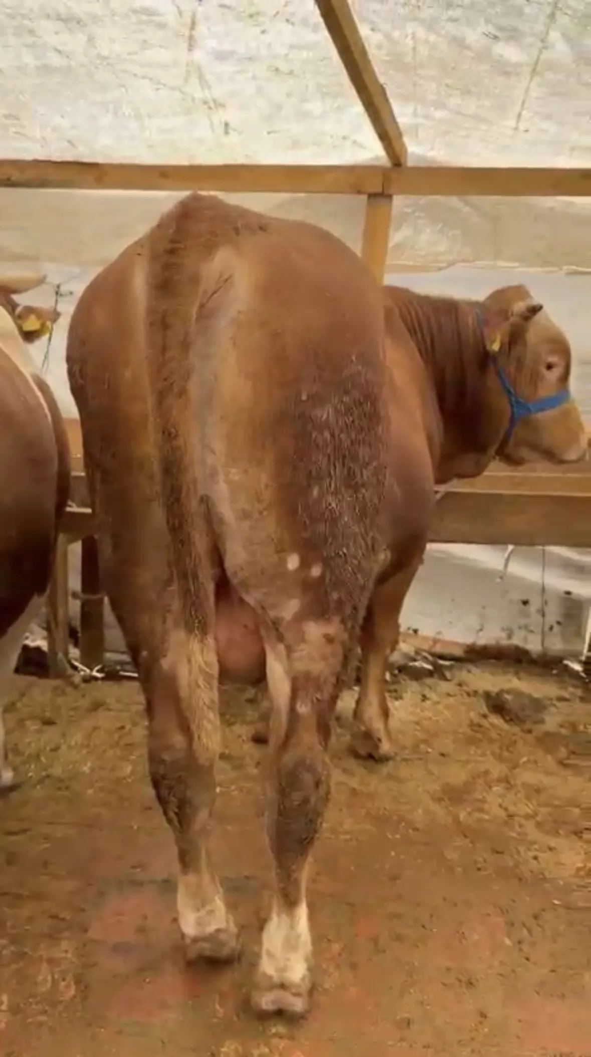 700 KG Tosun