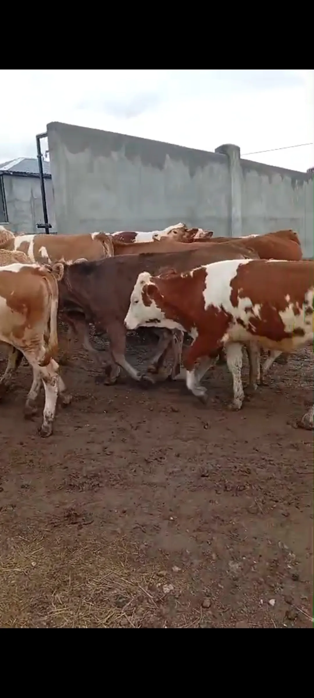 Satılık boğa altı düveler 35 adet isterseniz yardımcı olmaya hazırız