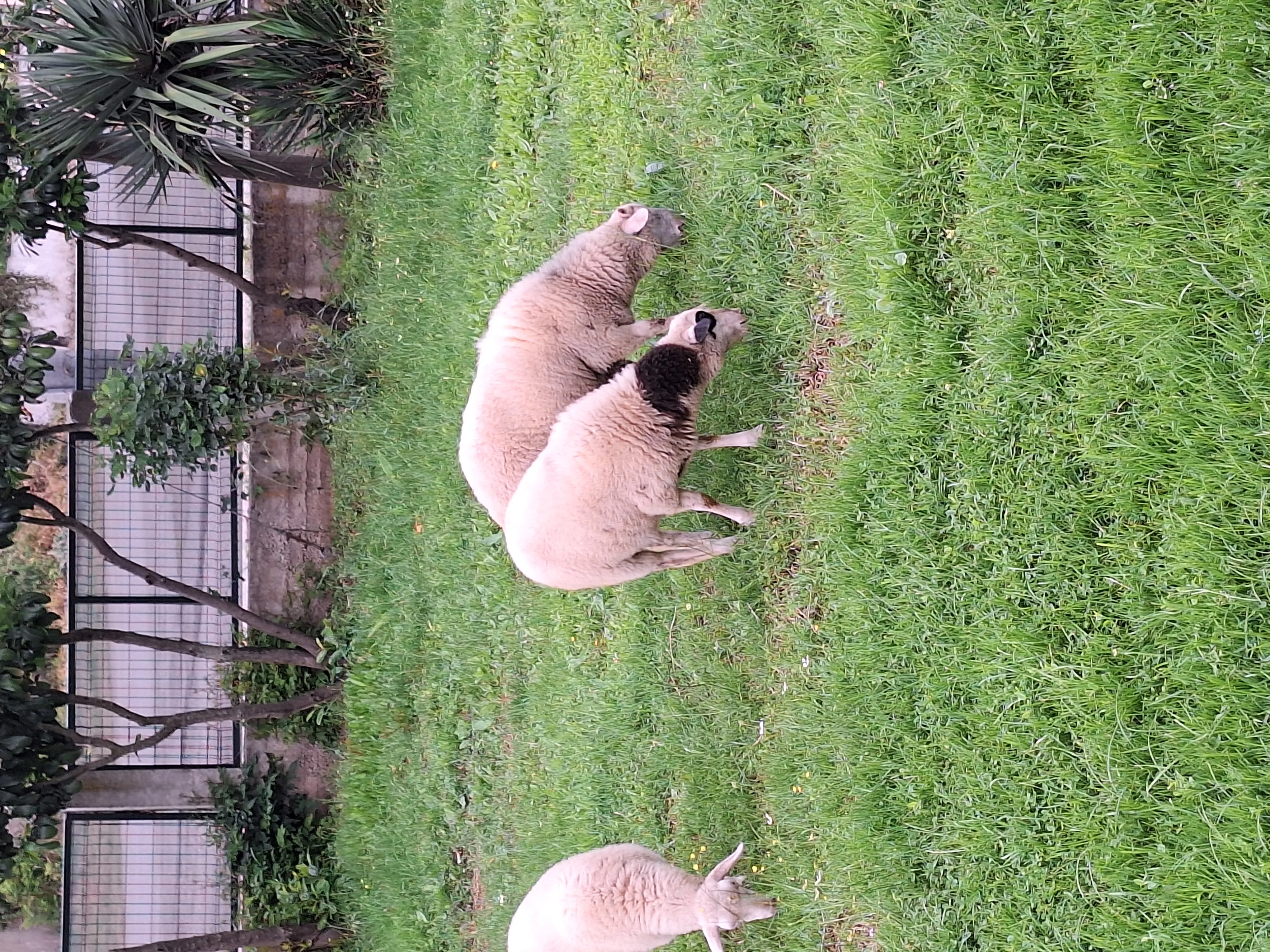 Merinos kuzular