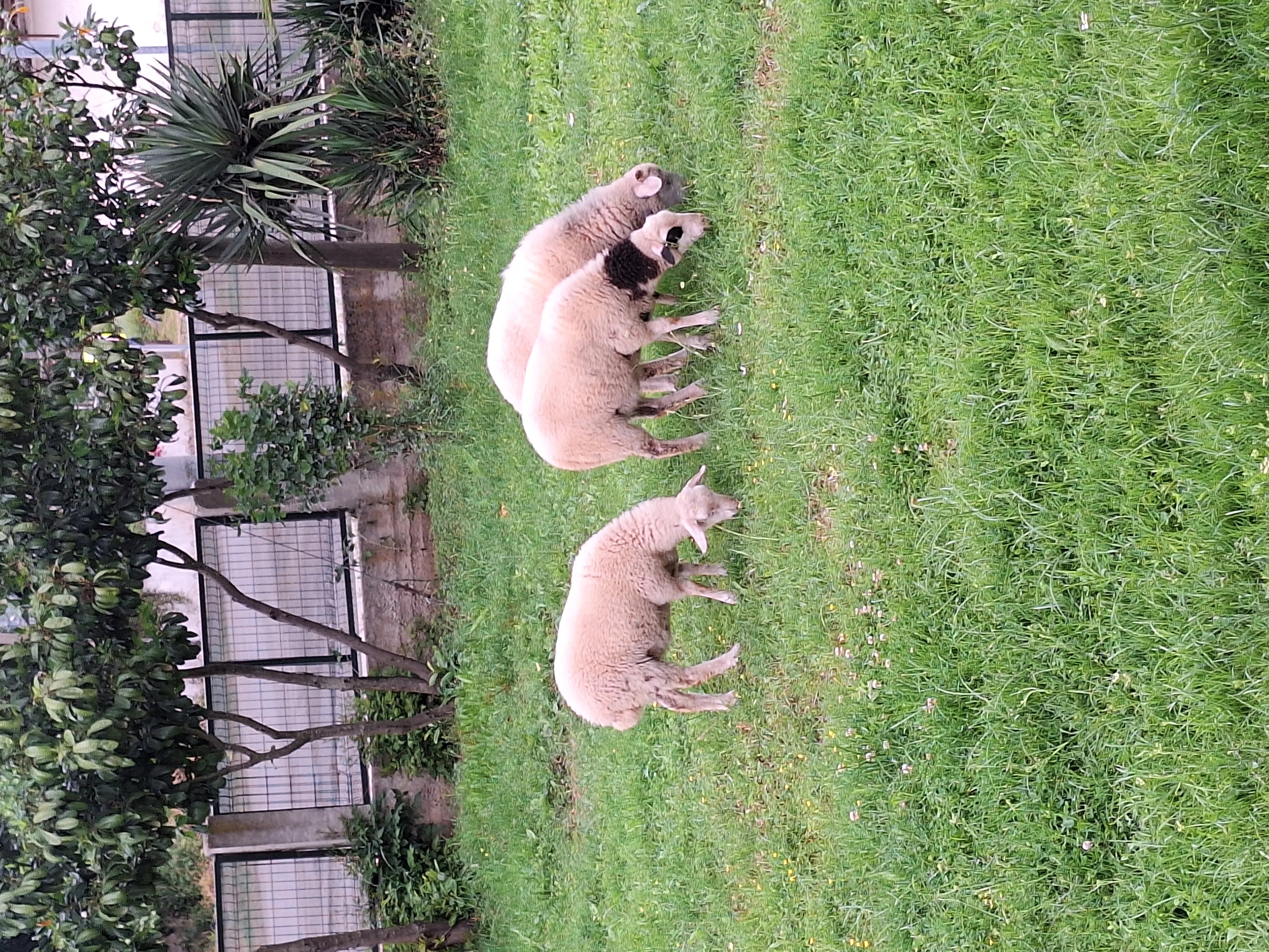 Merinos kuzular