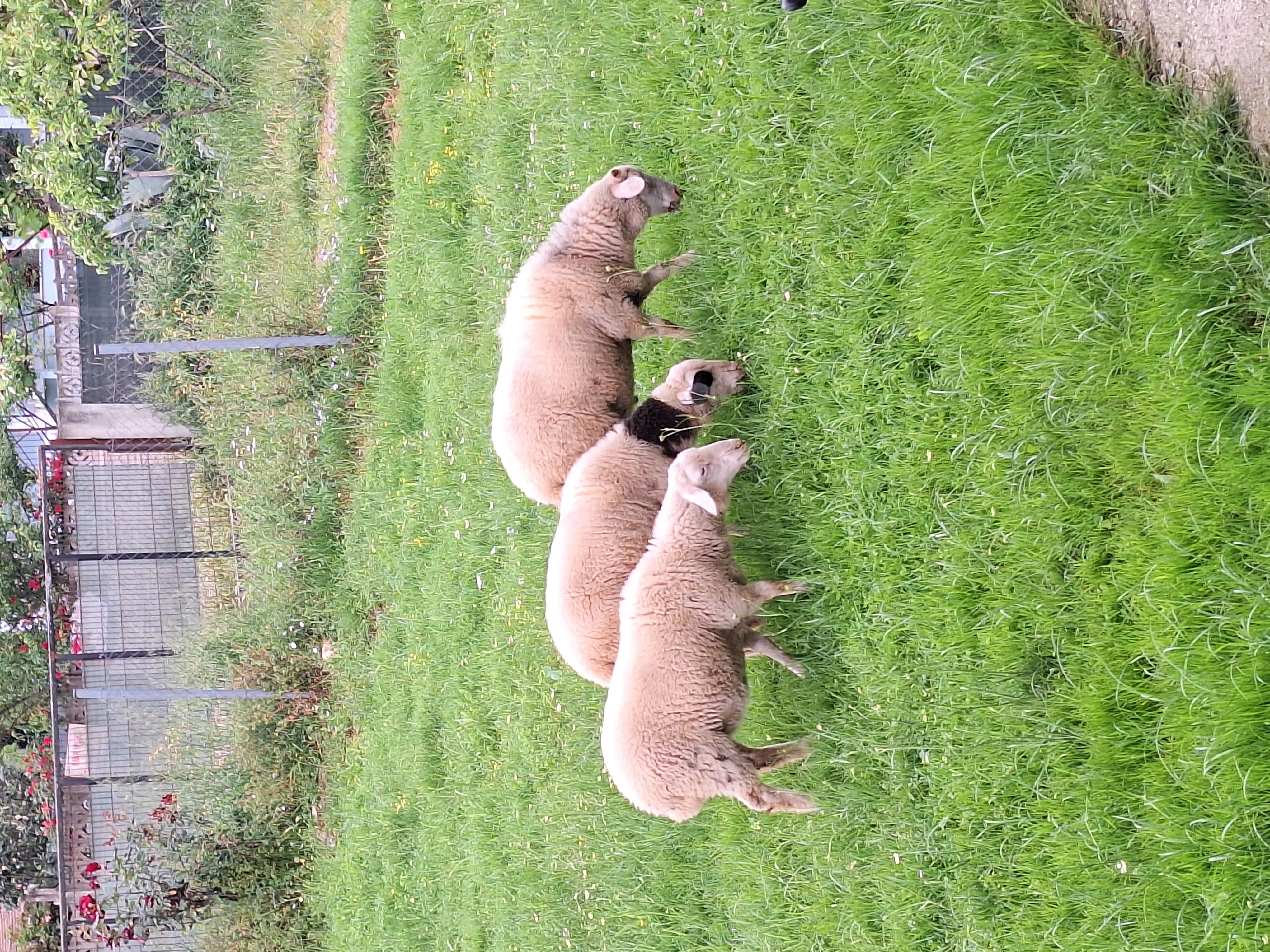 Merinos kuzular