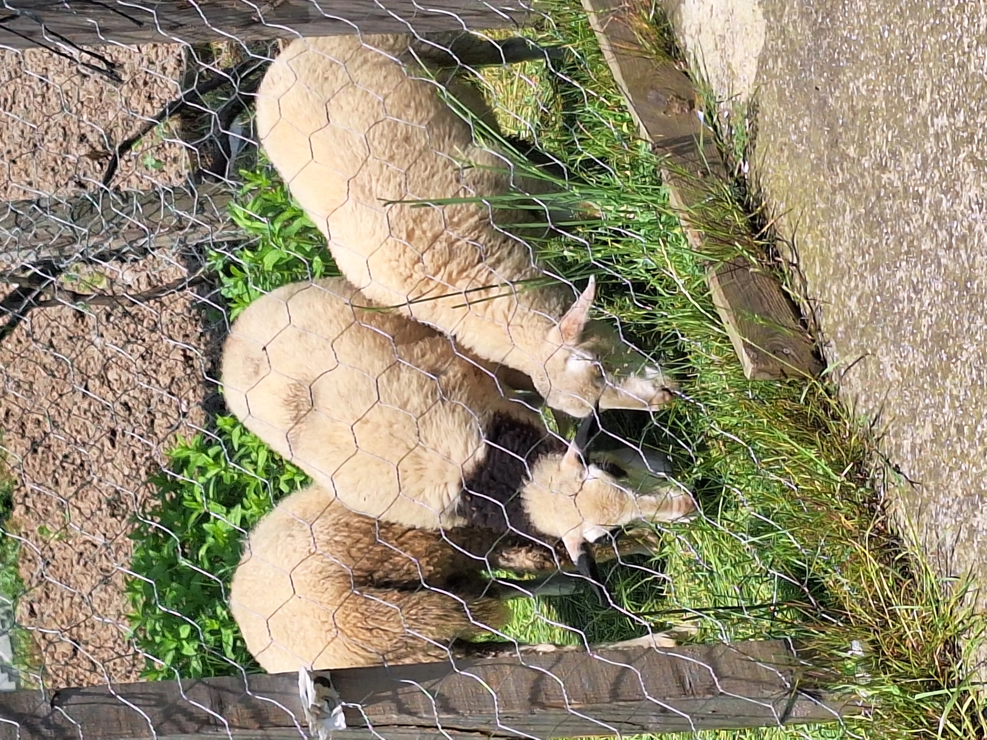 Merinos kuzular
