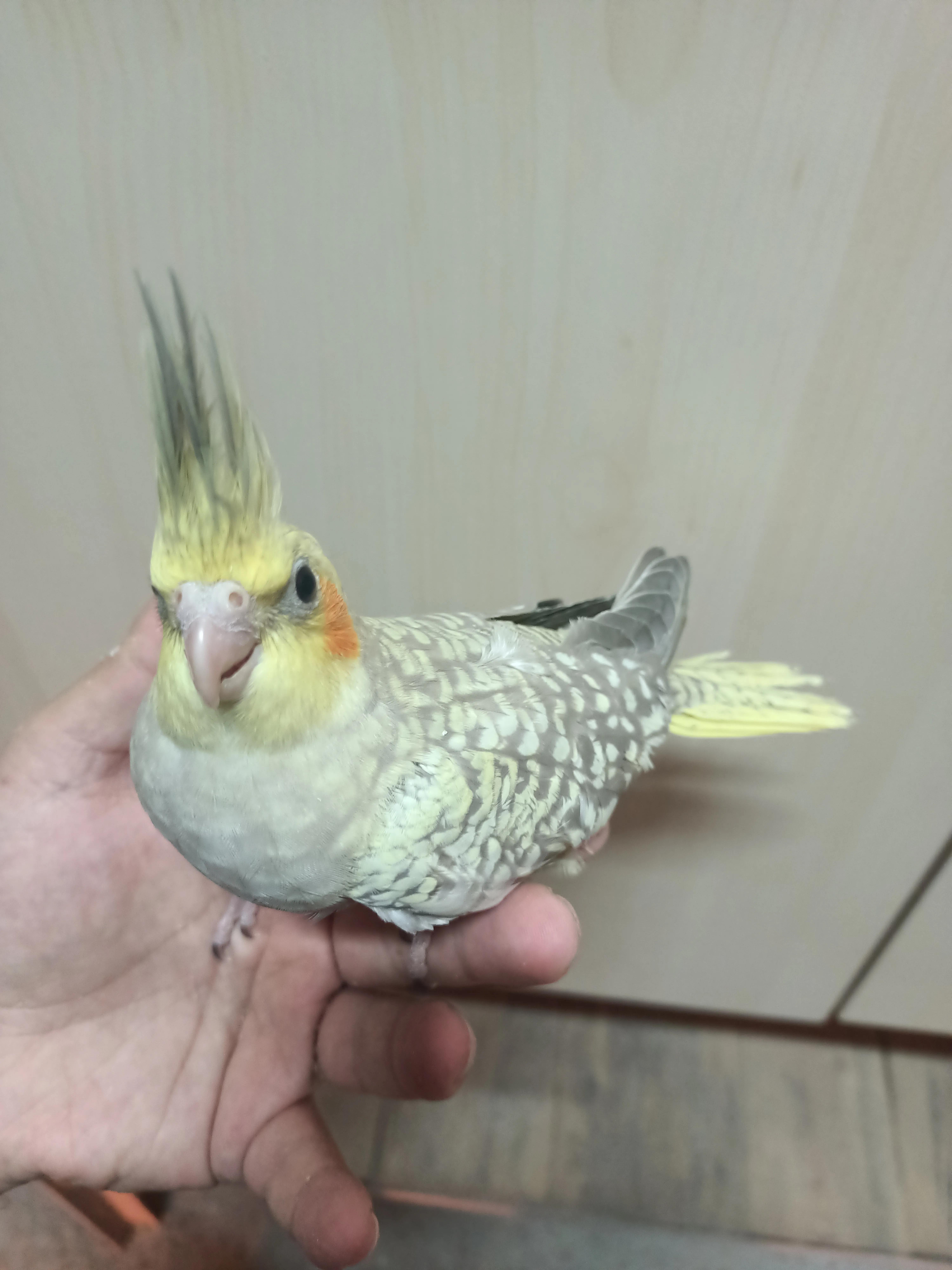 Yavru papağan