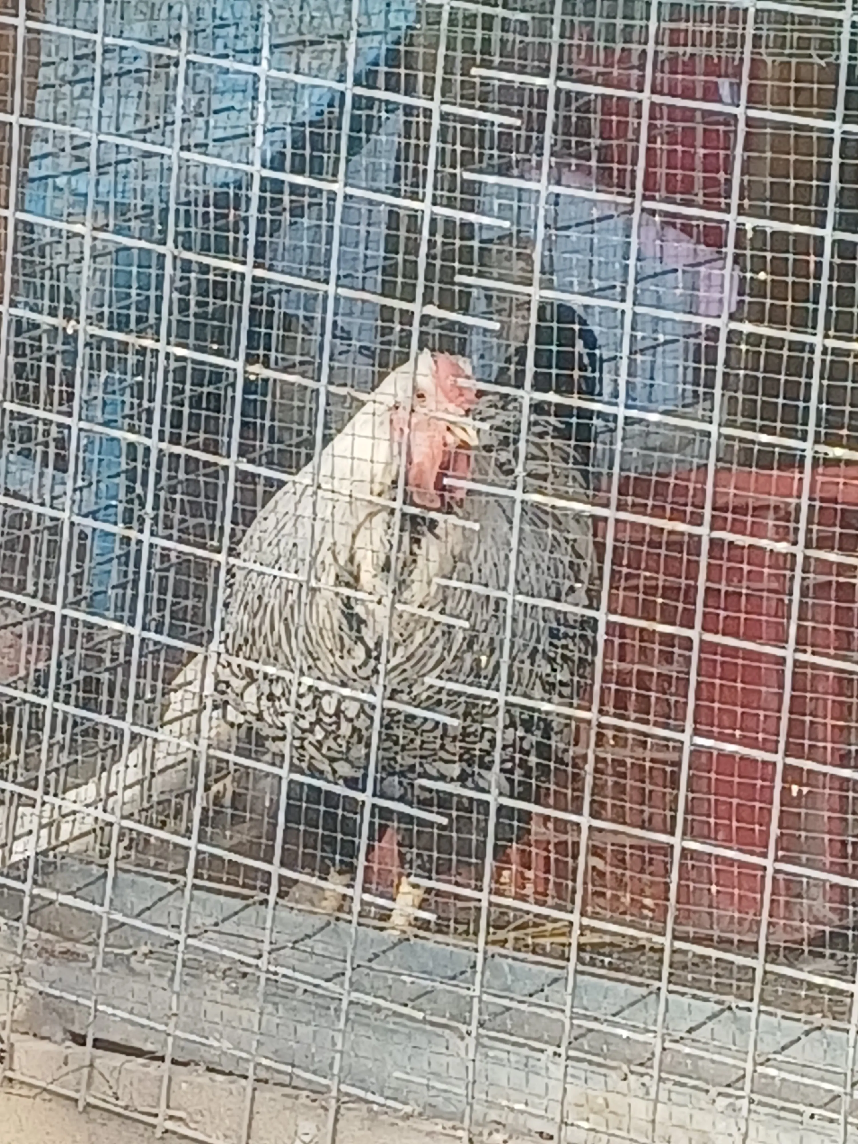 Kulickalik yumurta