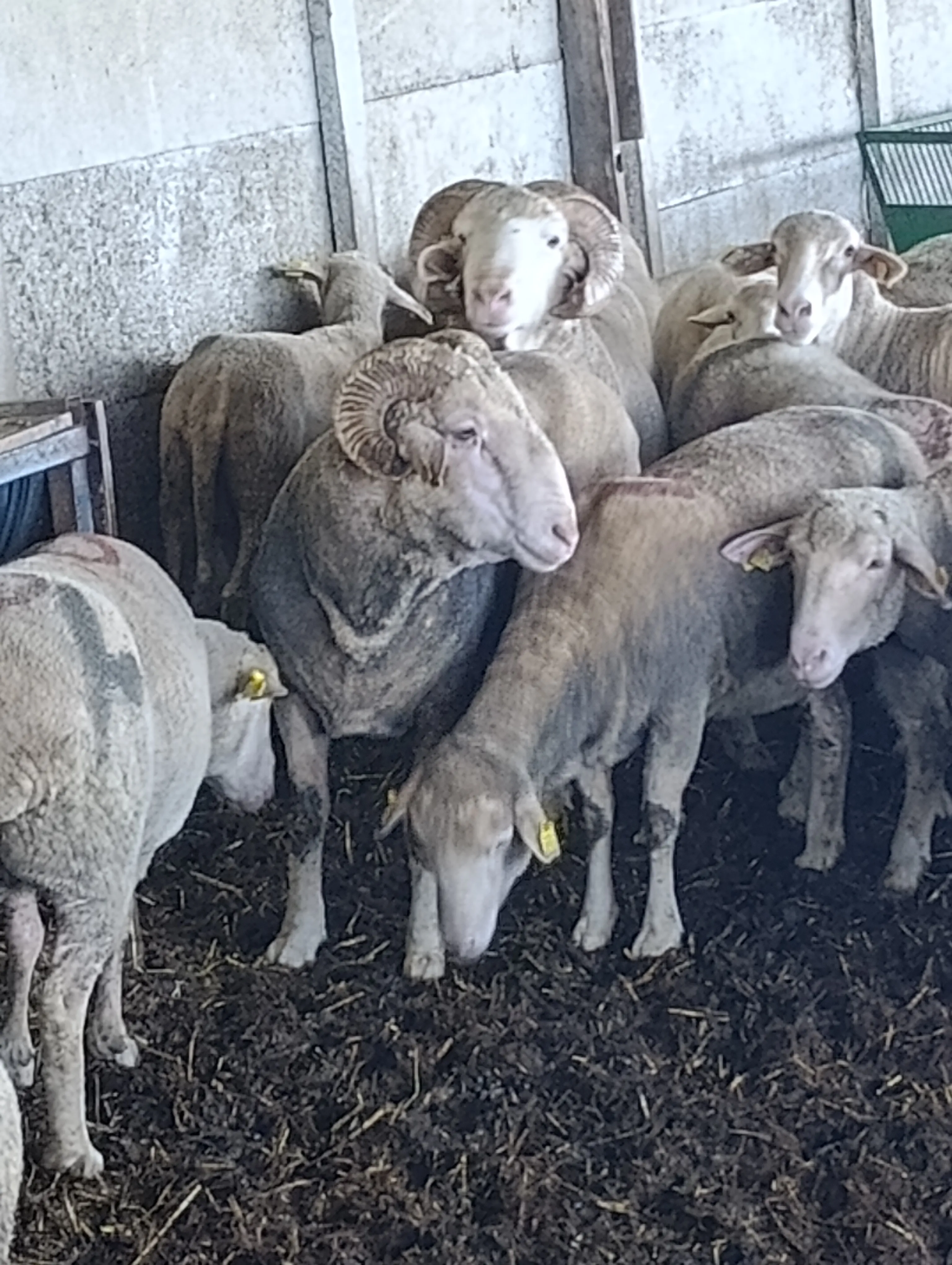 Merinos koç