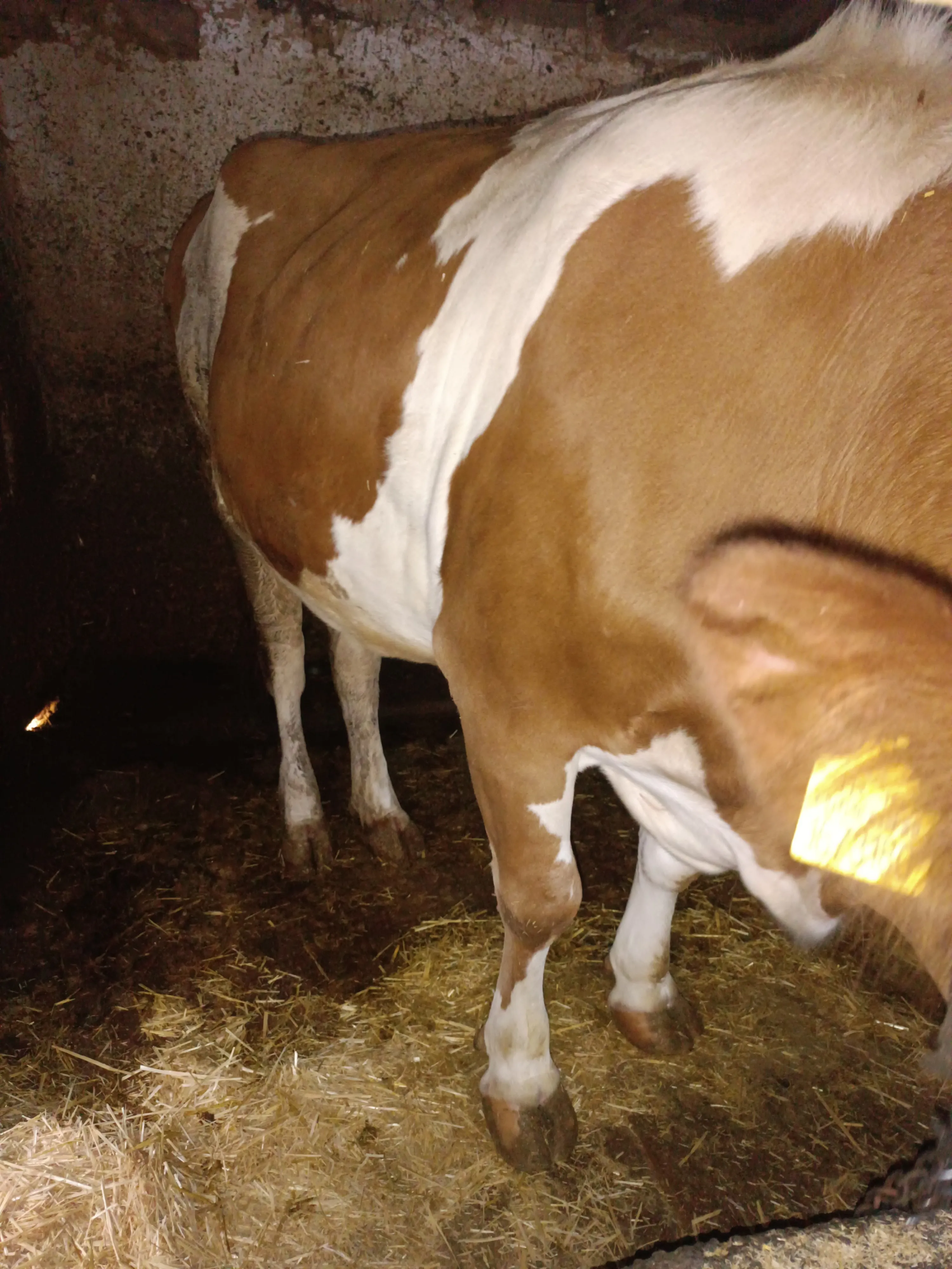 3 buçuk yaşında Simental inek 1 defa doğum yaptı