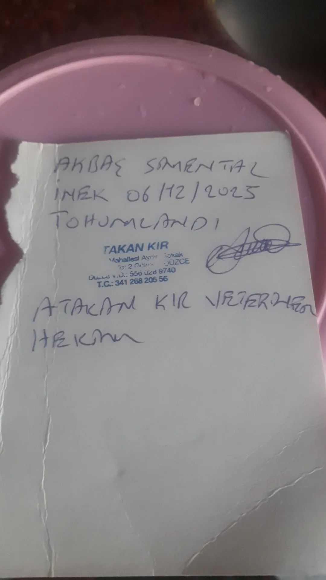 5 yaş Simental 6 aylık gebe inek