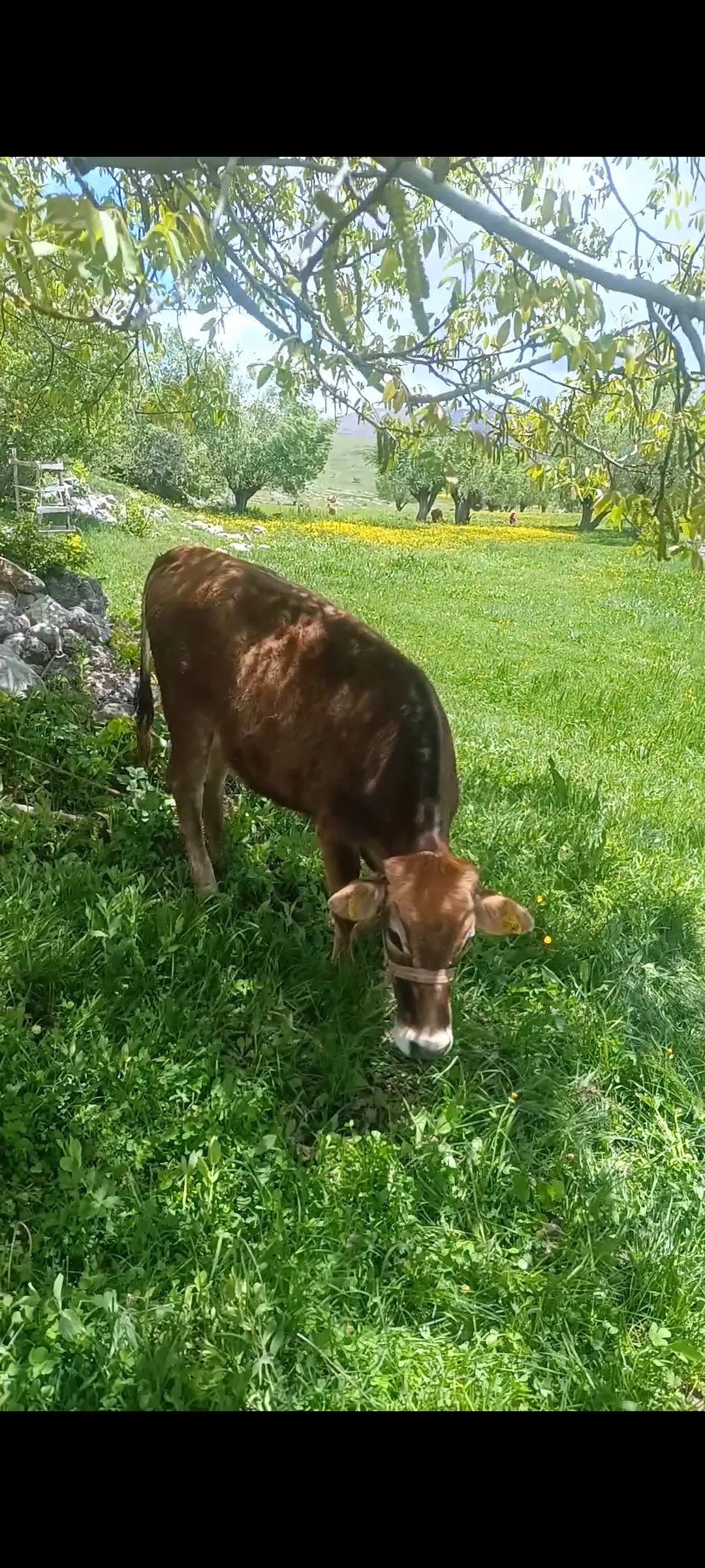 Düve