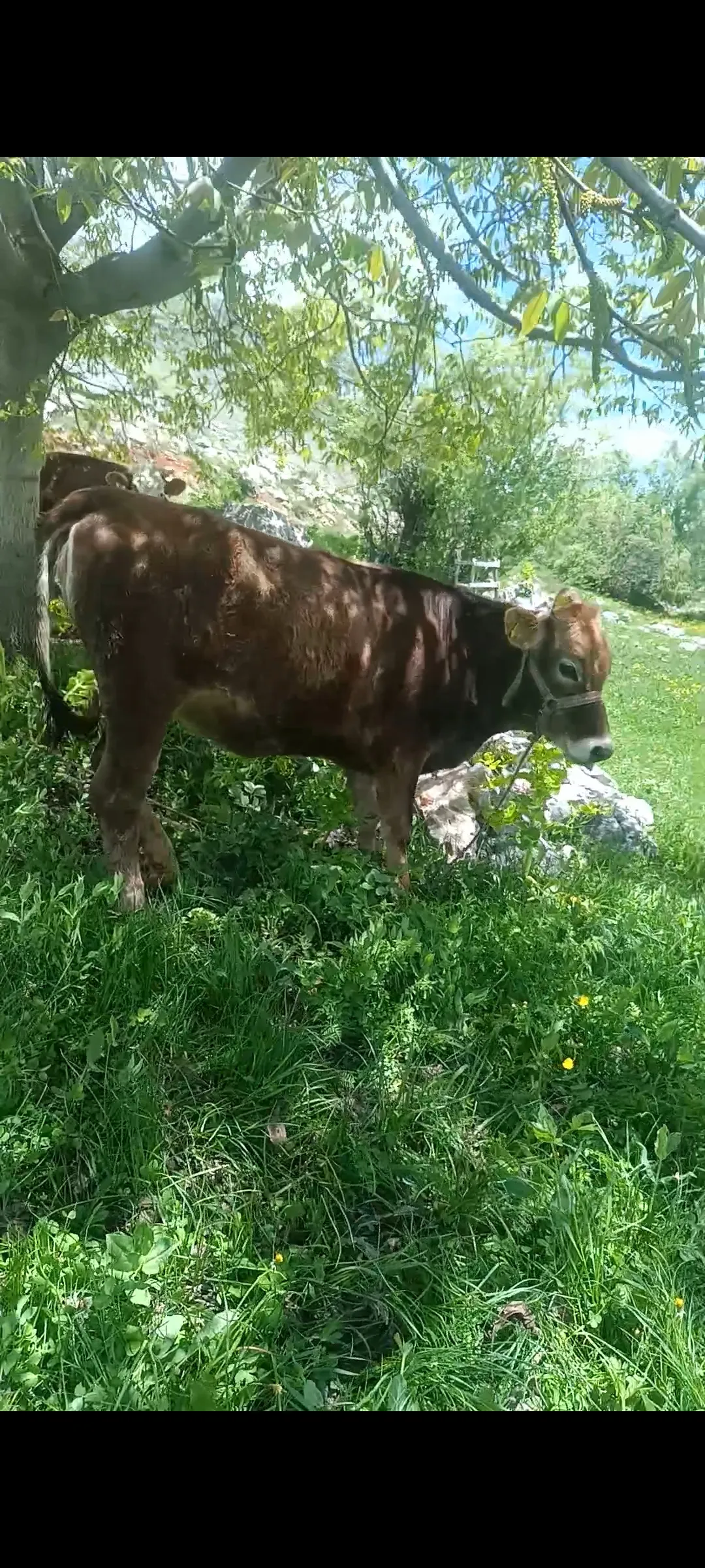 Düve