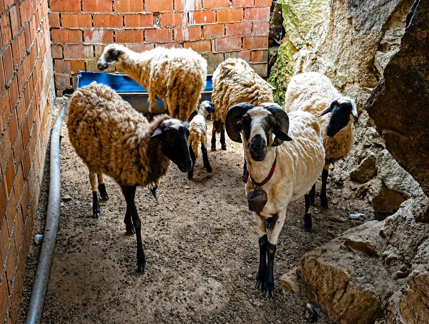 2 Koyun + 1 Koç + Safkan Sakız Kuzu | Genç Sağlıklı ve Bakımlı