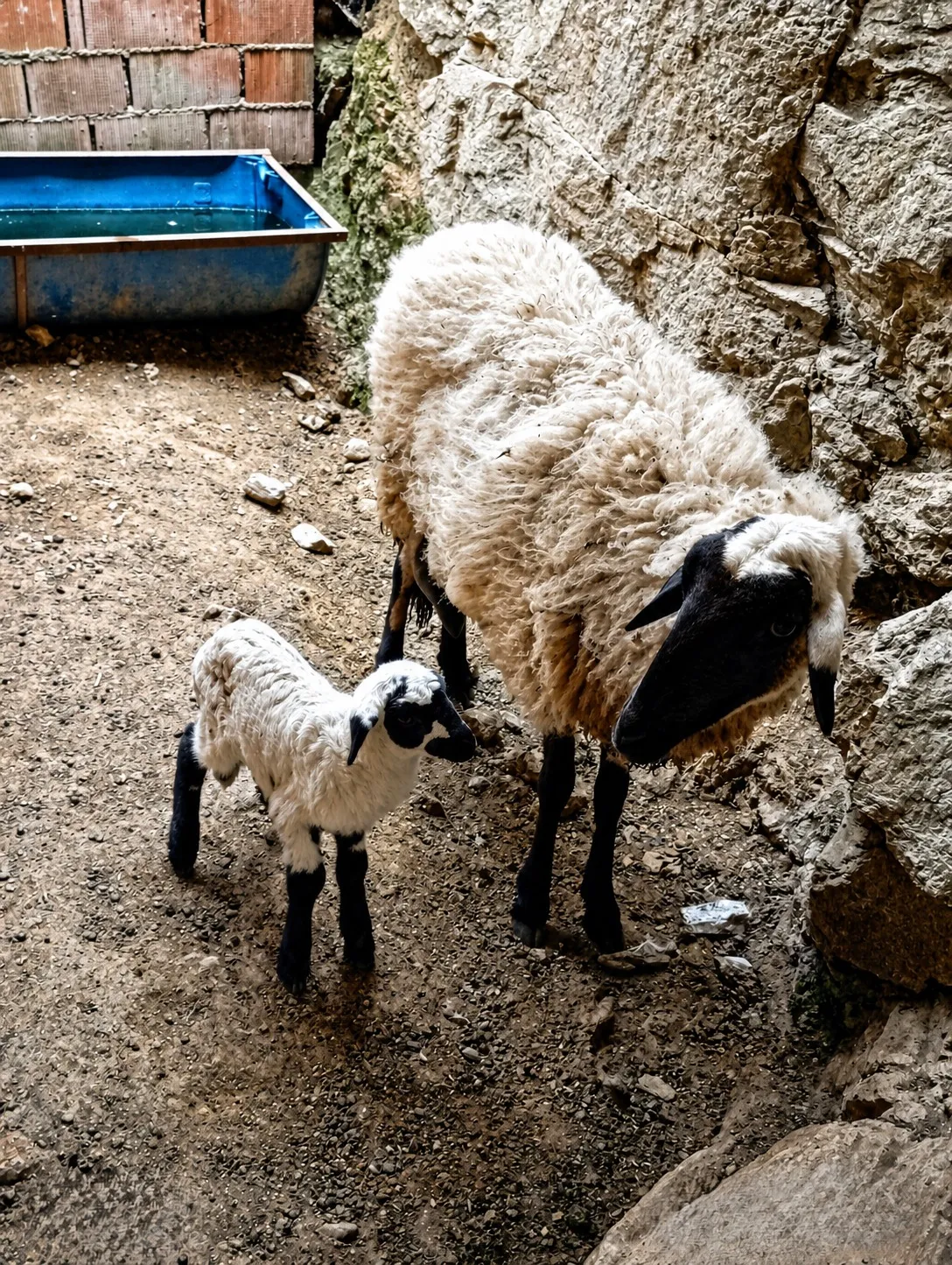 2 Koyun + 1 Koç + Safkan Sakız Kuzu | Genç Sağlıklı ve Bakımlı