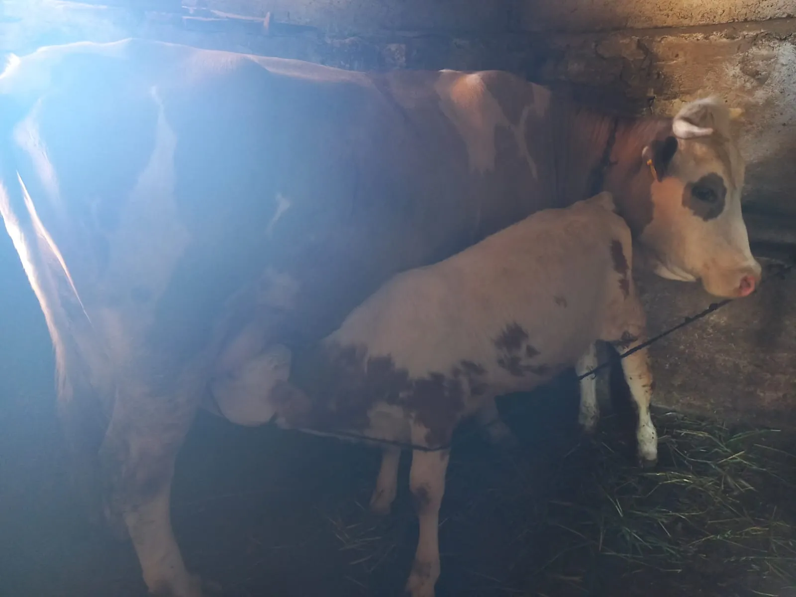 4 yaşında Simental Buzağılı İnek
