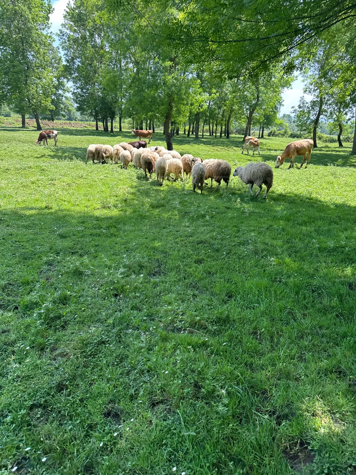 19 ad merinos kırmazı kuzu koyun