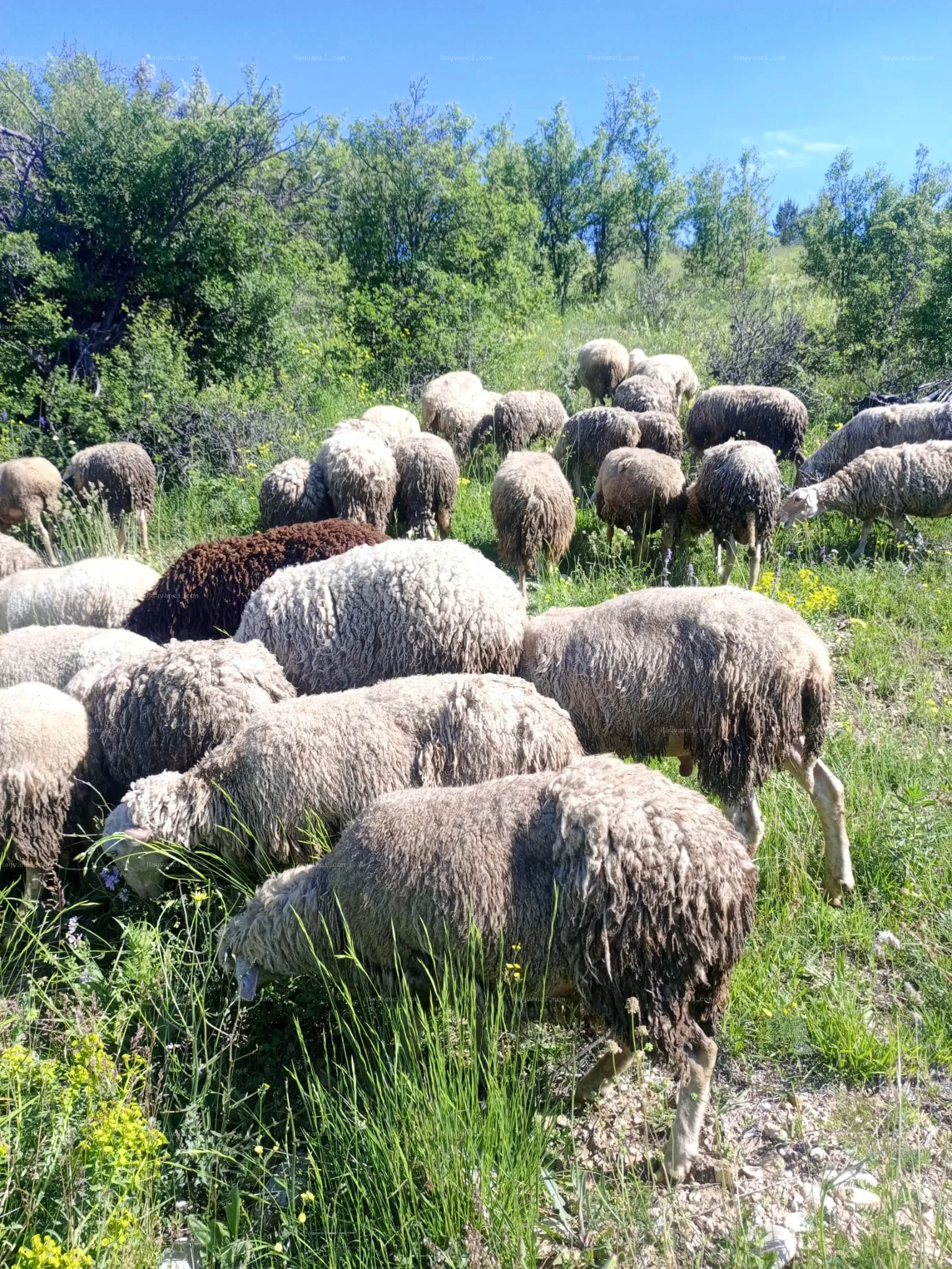 2 yaş merinos