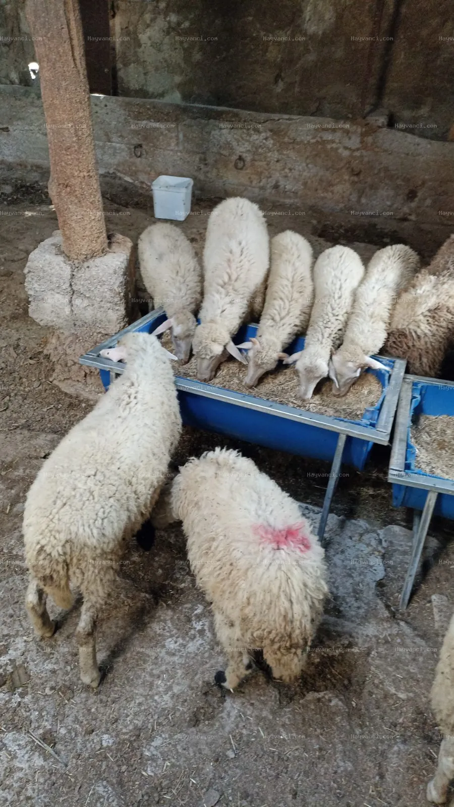 15 erkek dişi karışık merinos kıvırcık kuzu