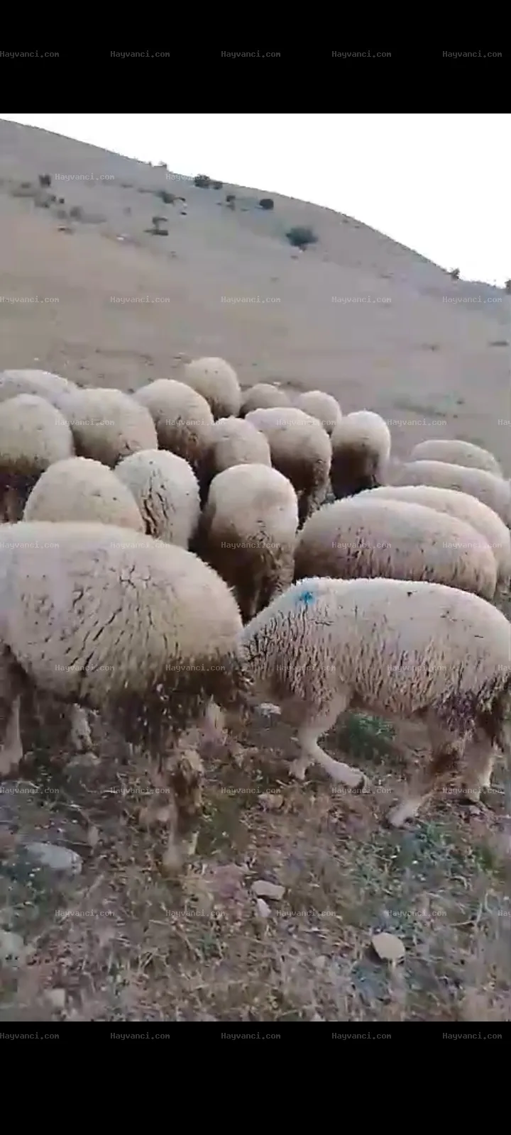 8 dişi 11 erkek merinos kuzu toplam 21 adet