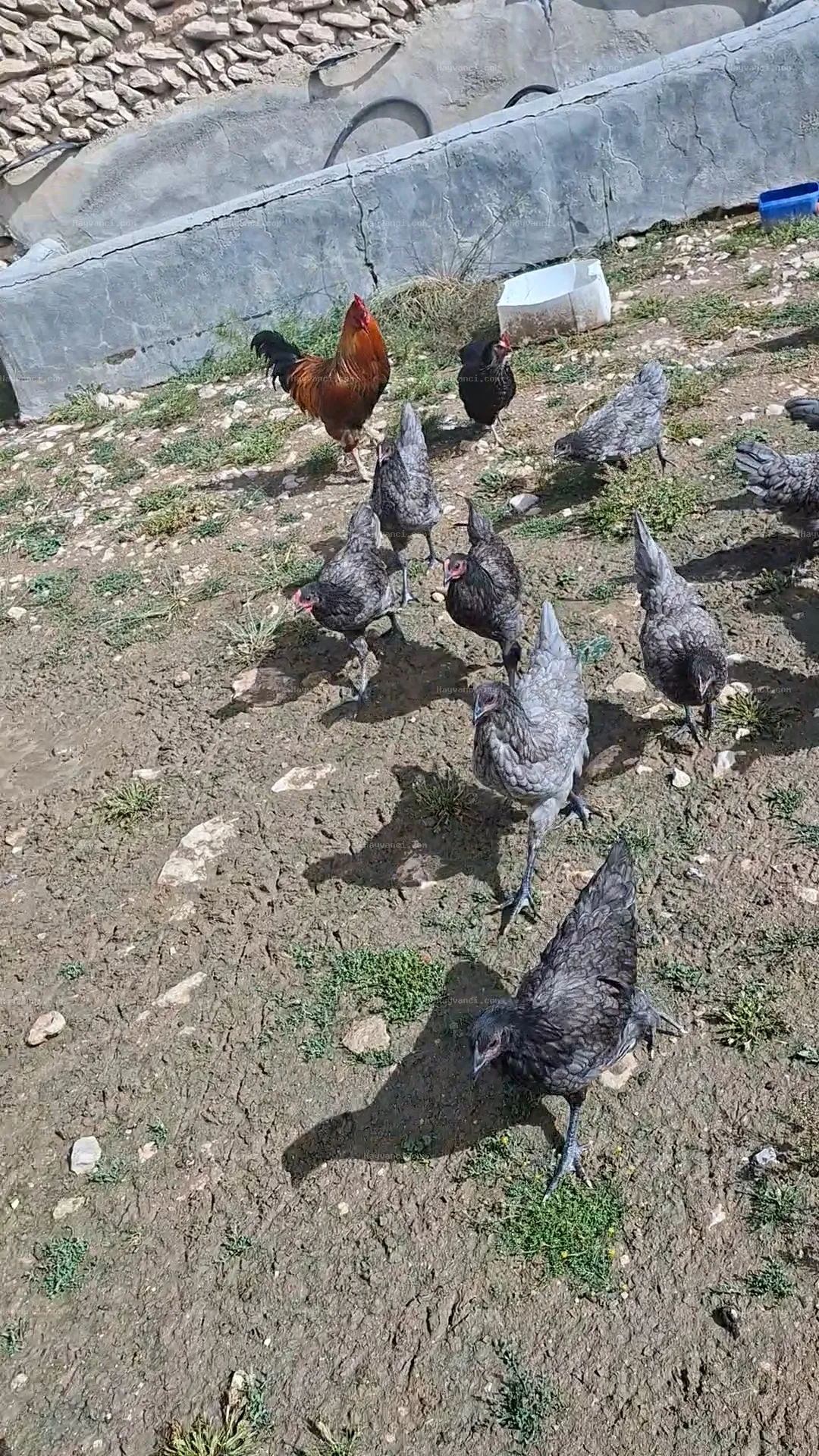 14+4 Astırolop tavuk