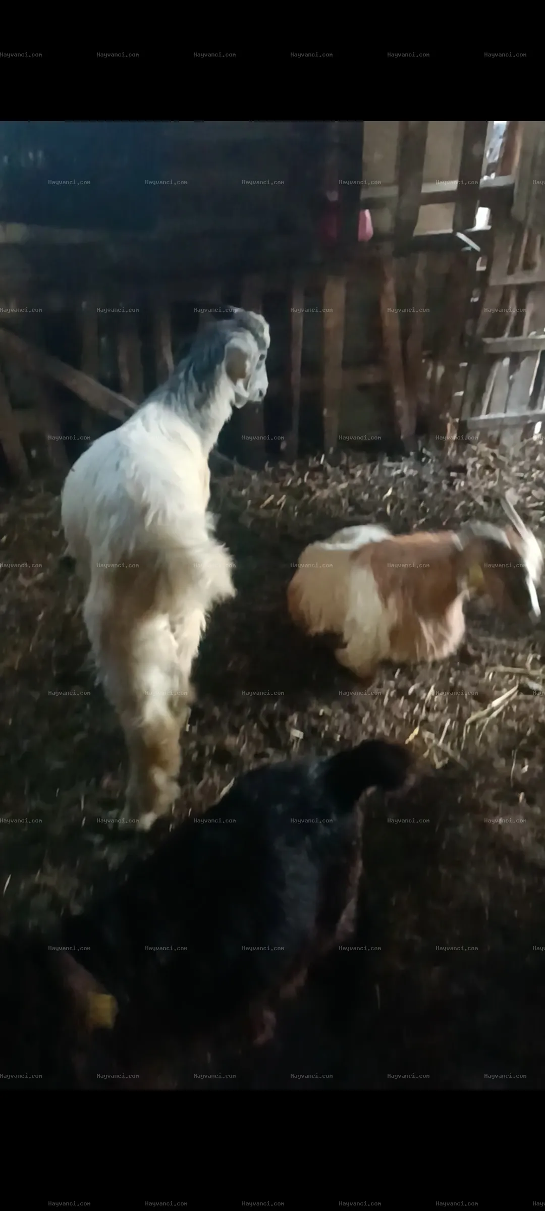 20 adet Toplu erkek oğlaklar 7 _8 aylık
