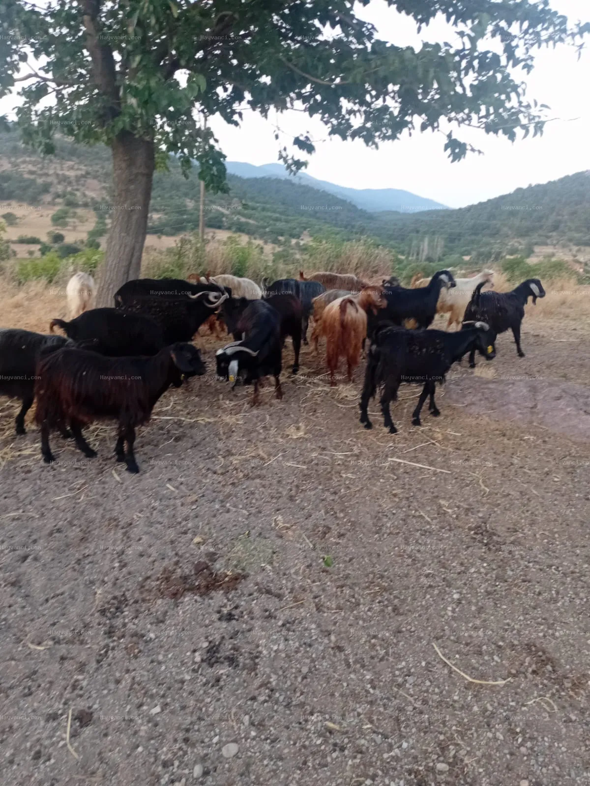 19adet kara keçi tekesi