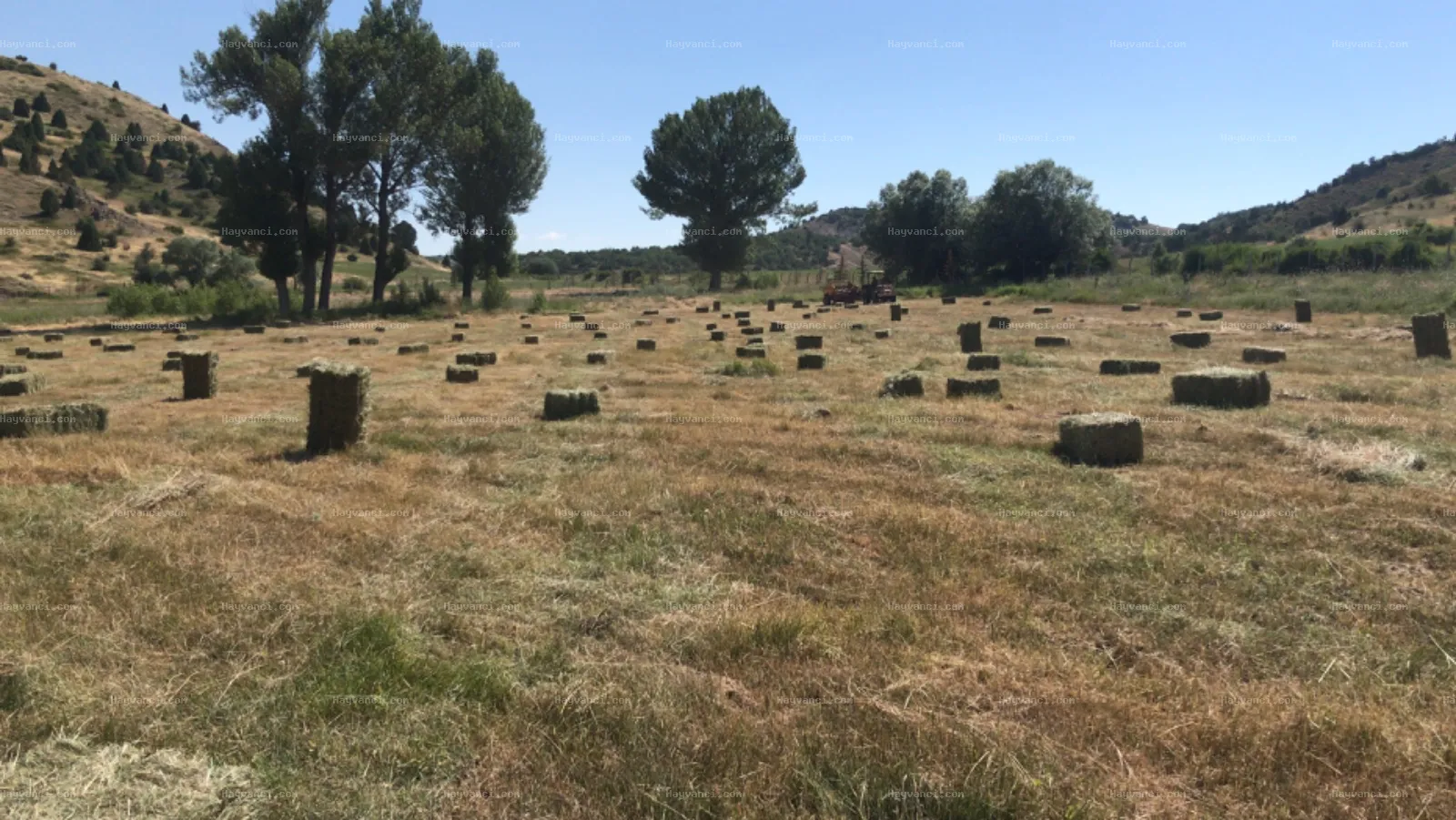 Kara yonca arpa ve arpa denesi var içinde balya yaptım